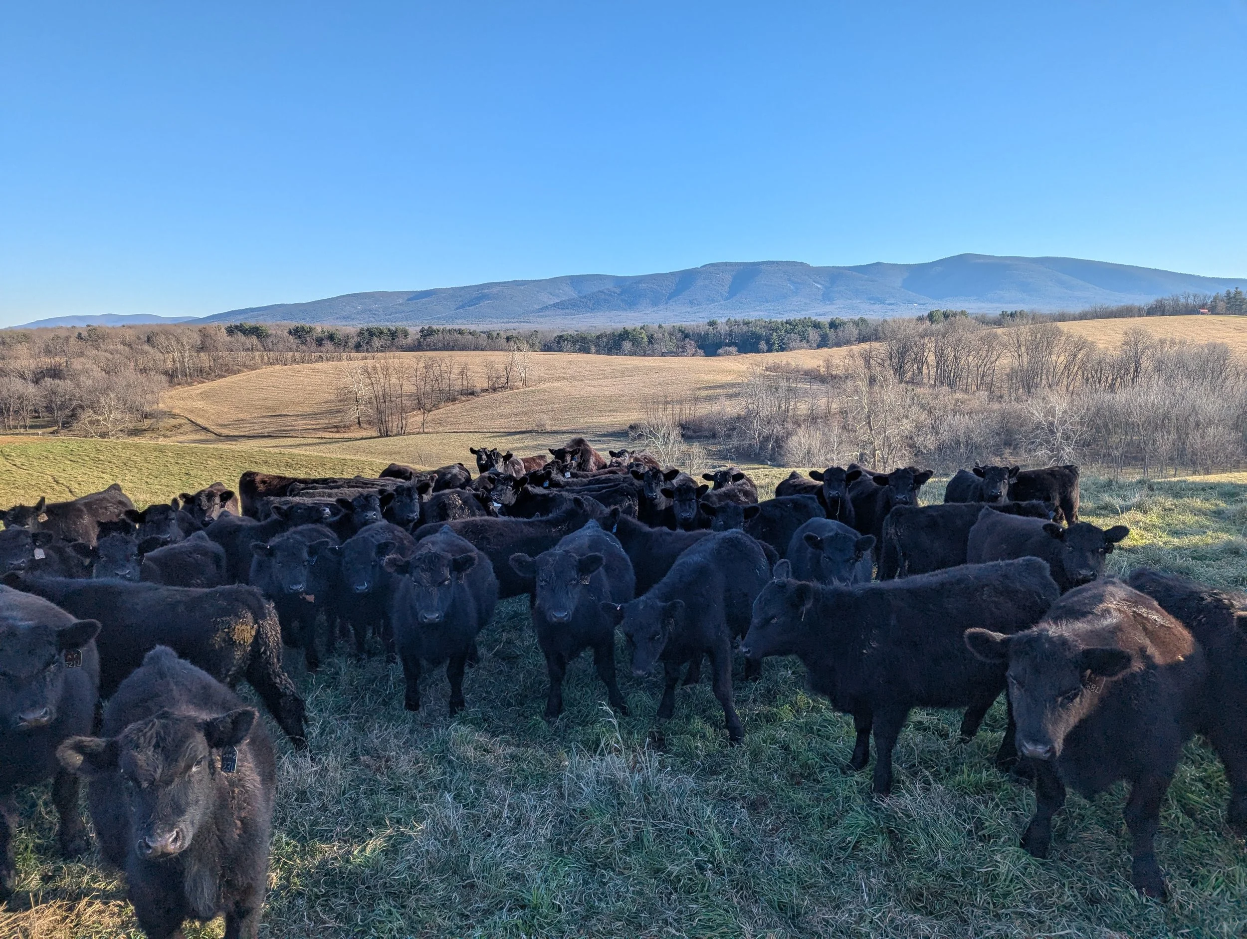 Cattle grazing in a field with rolling hills and mountains in the background under a clear blue sky.