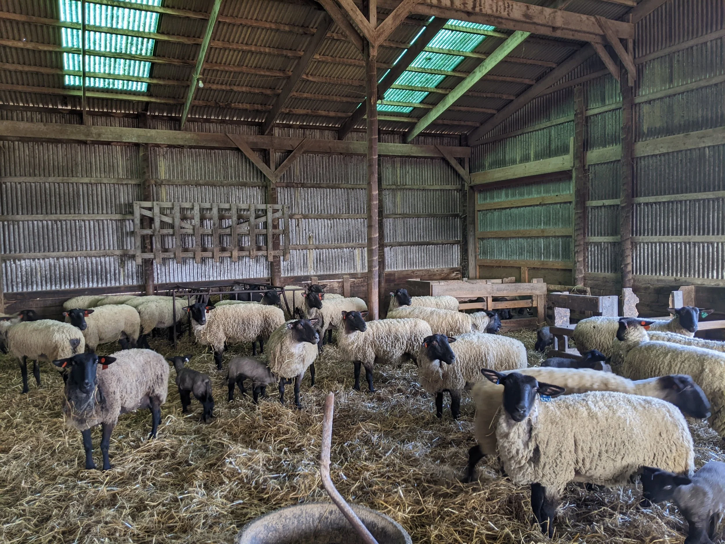 A barn interior with wooden support beams and corrugated metal walls. Inside, a group of sheep with black faces and white wool are standing and lying on straw-covered ground, with some forming a cluster at the front.