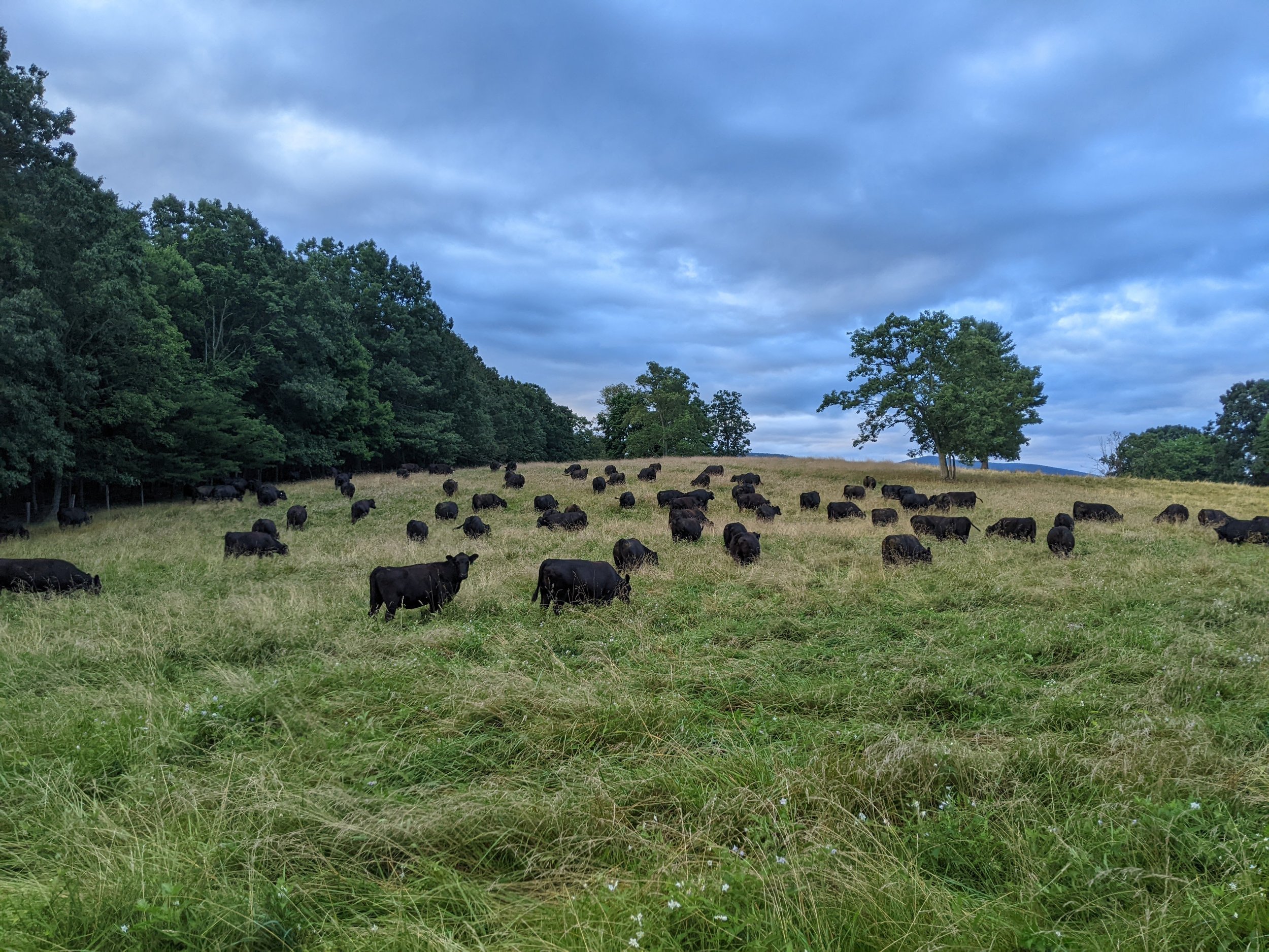 A herd of black cattle grazing in a grassy field surrounded by trees under a blue sky with scattered clouds.