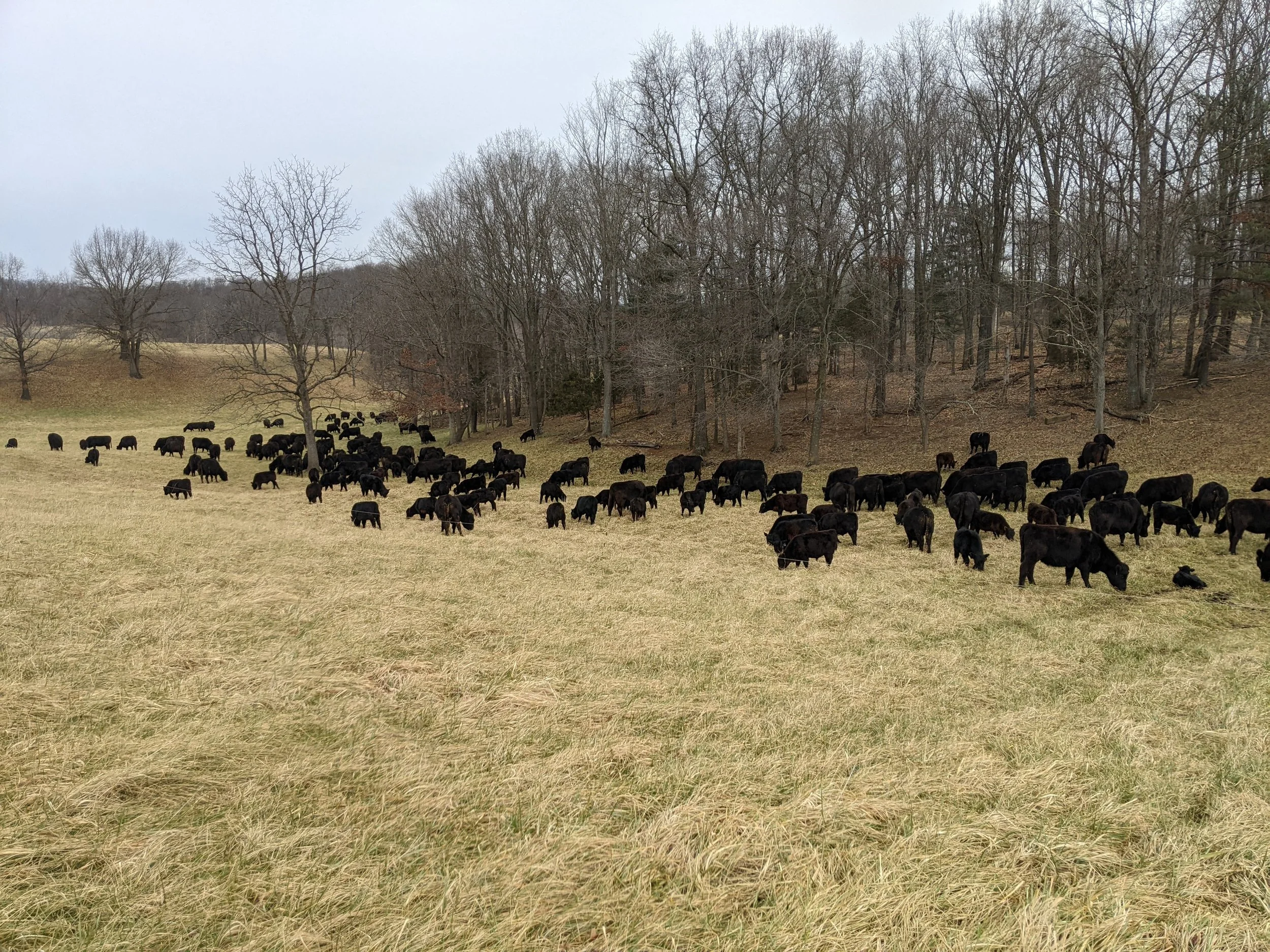 A herd of black cows grazing on a grassy field near a wooded area with leafless trees, under a cloudy sky.