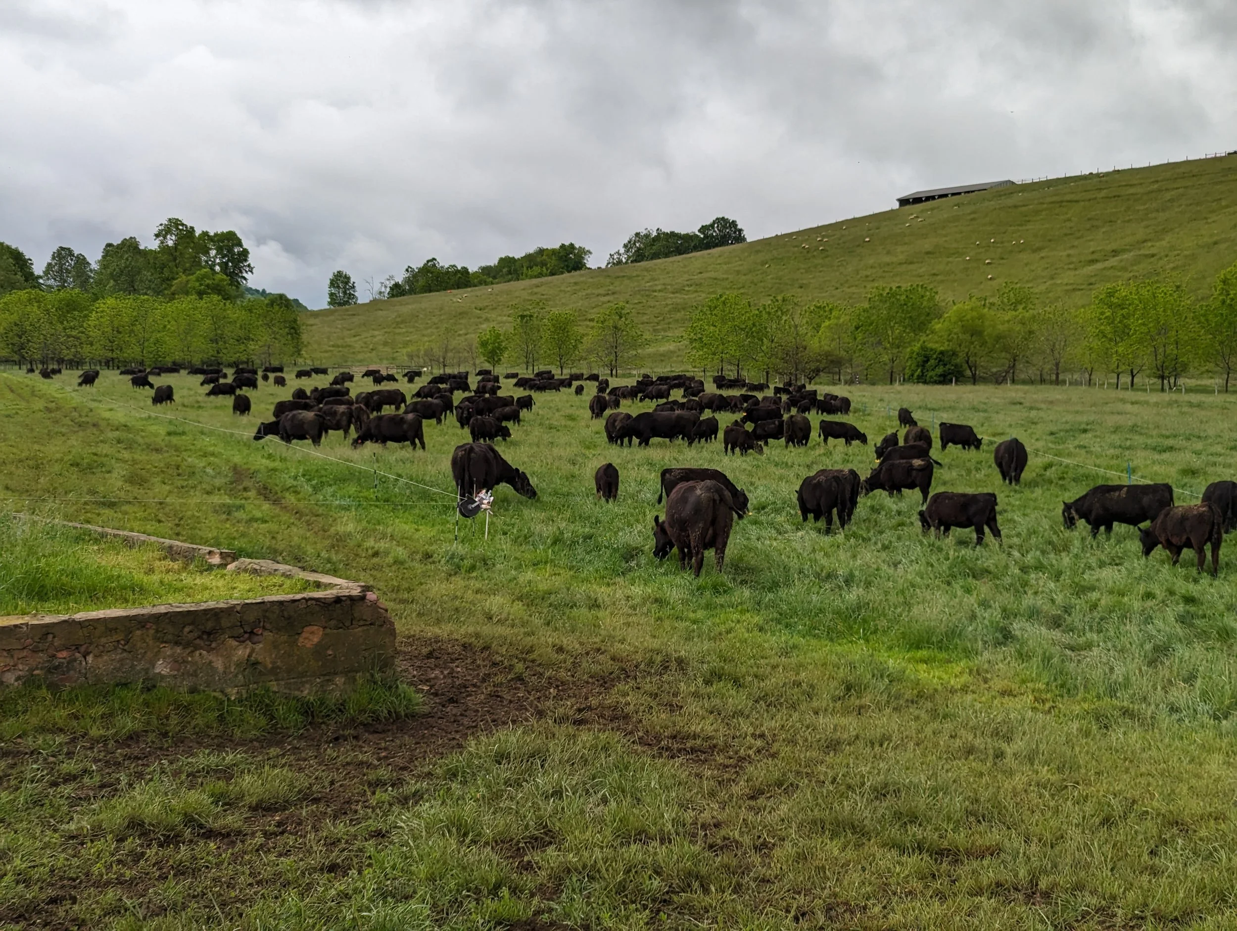 A herd of black cows grazing on a green pasture with trees and a hill in the background, under a cloudy sky.