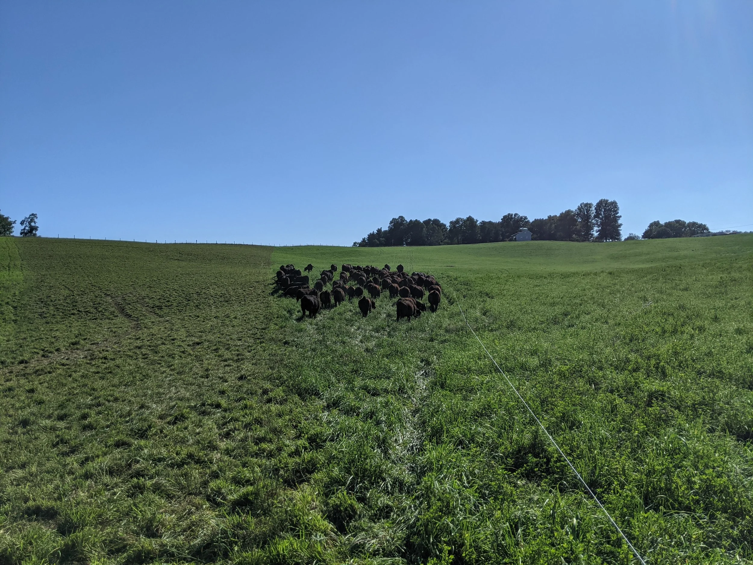 Green grassy field with a herd of black cows grazing near a white fence. The background features trees and a white house under a clear blue sky.