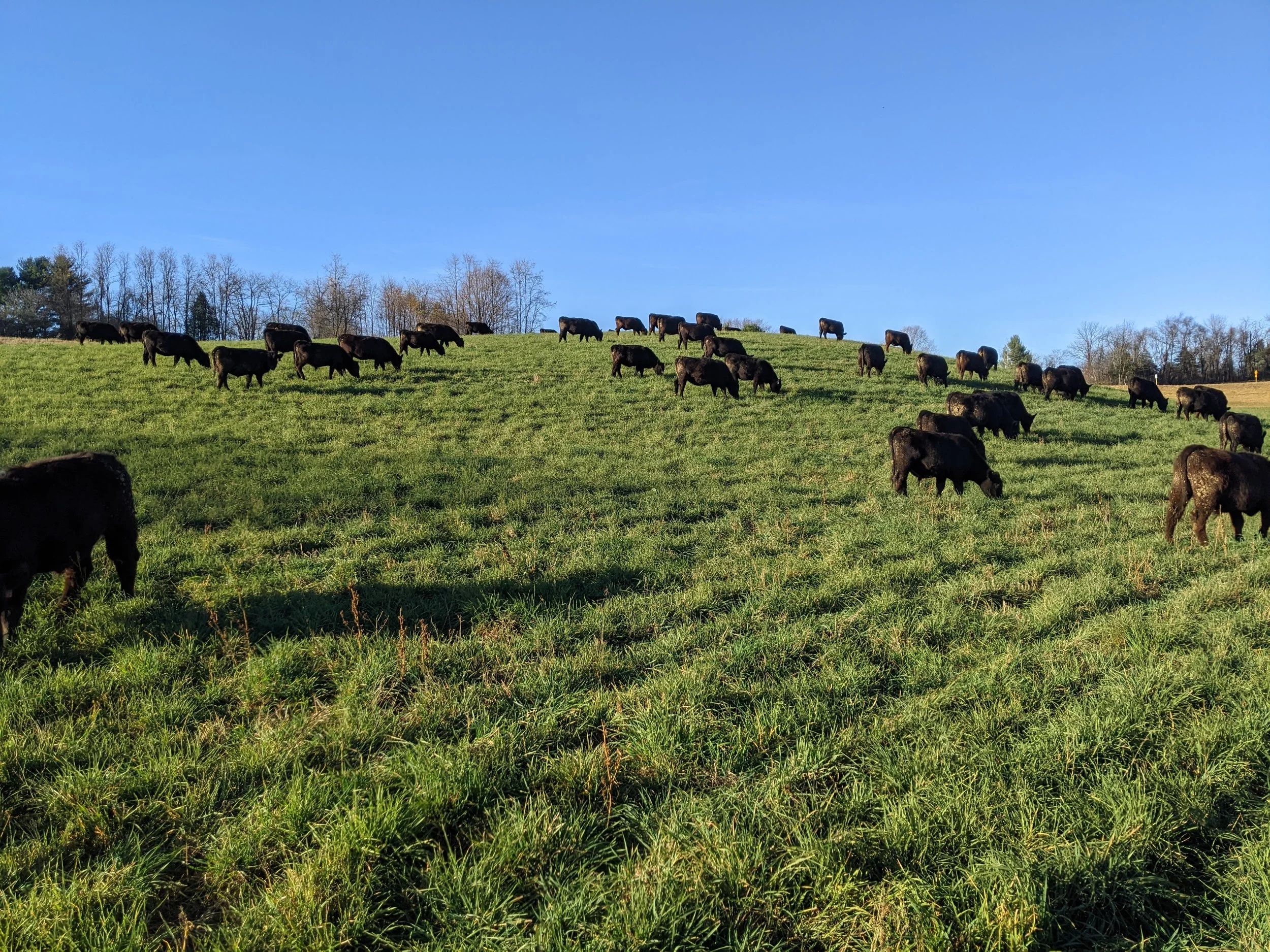 Field of black cows grazing on green grass hillside with leafless trees in the background under a clear blue sky.
