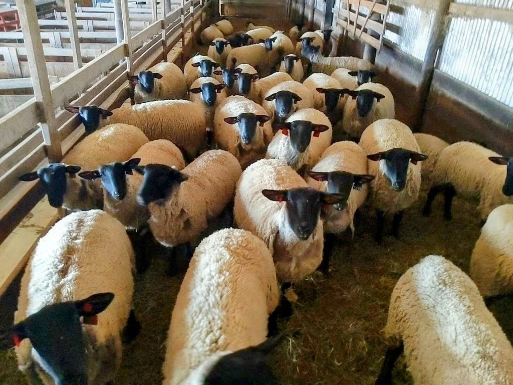 Inside a sheep barn with a large group of sheep standing closely together, all facing the camera. The barn has wooden panels and metal fencing.