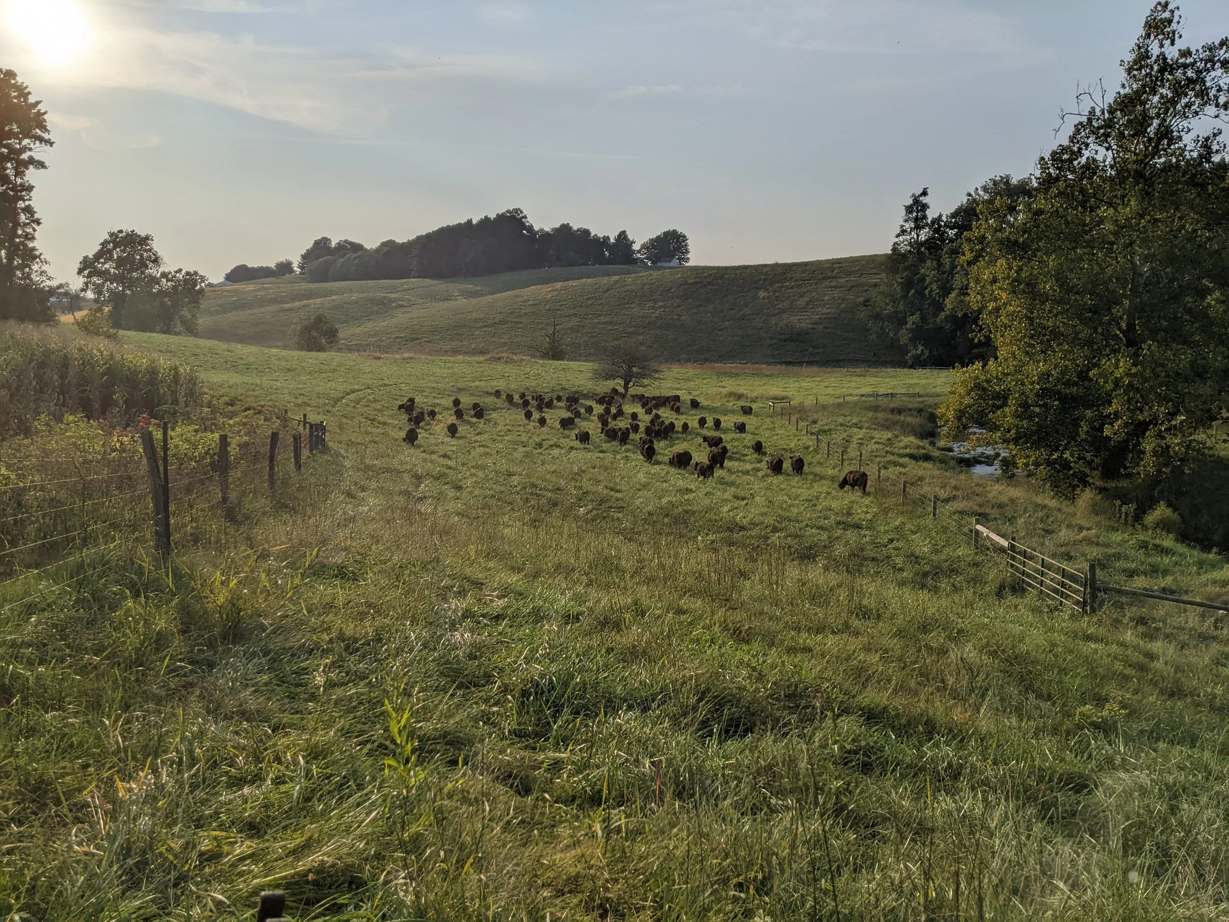 A herd of cows grazing on a grassy field with trees and hills in the background during the day.