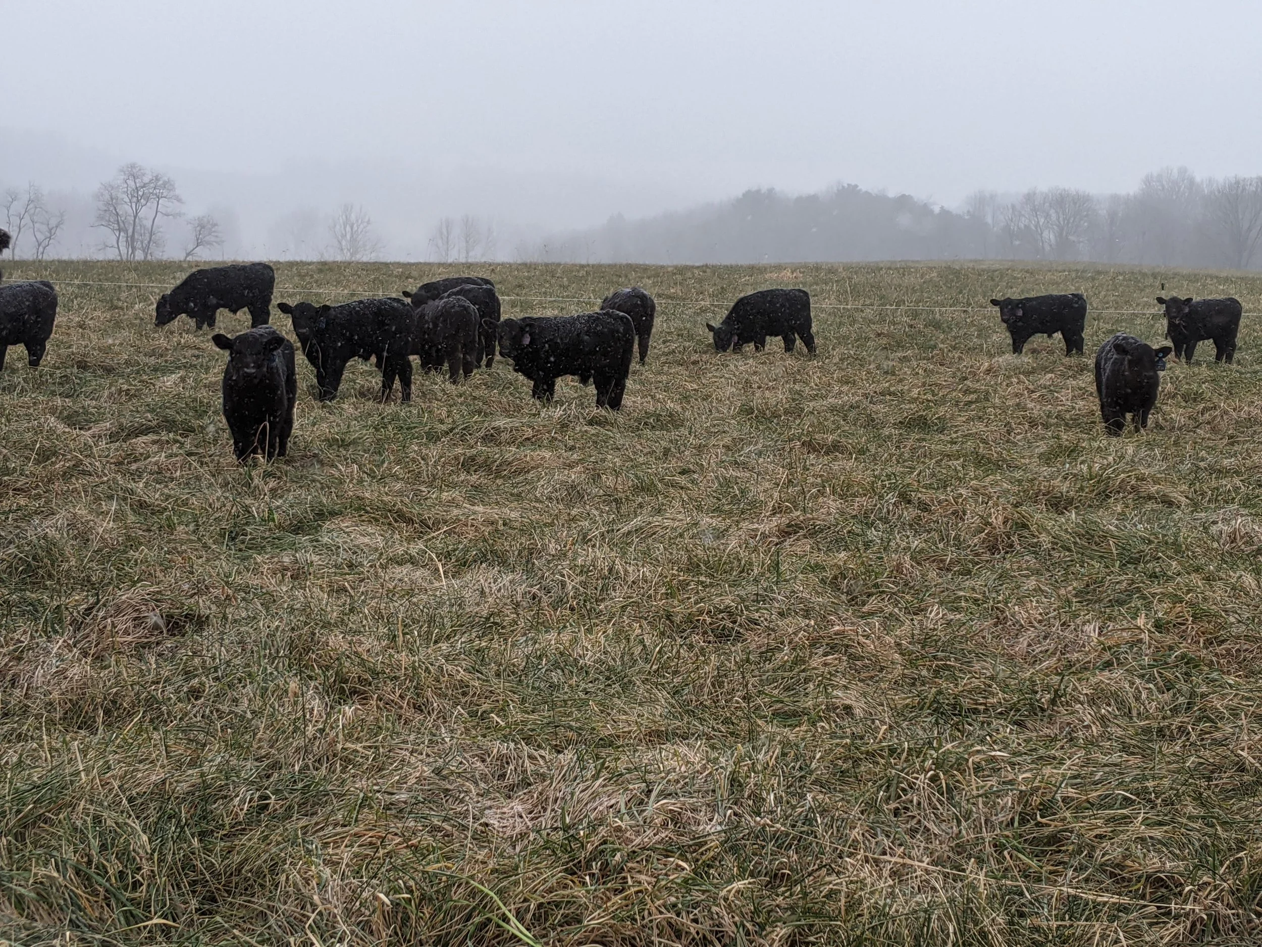 Group of black calves grazing on a grassy field in foggy weather with leafless trees in the background.