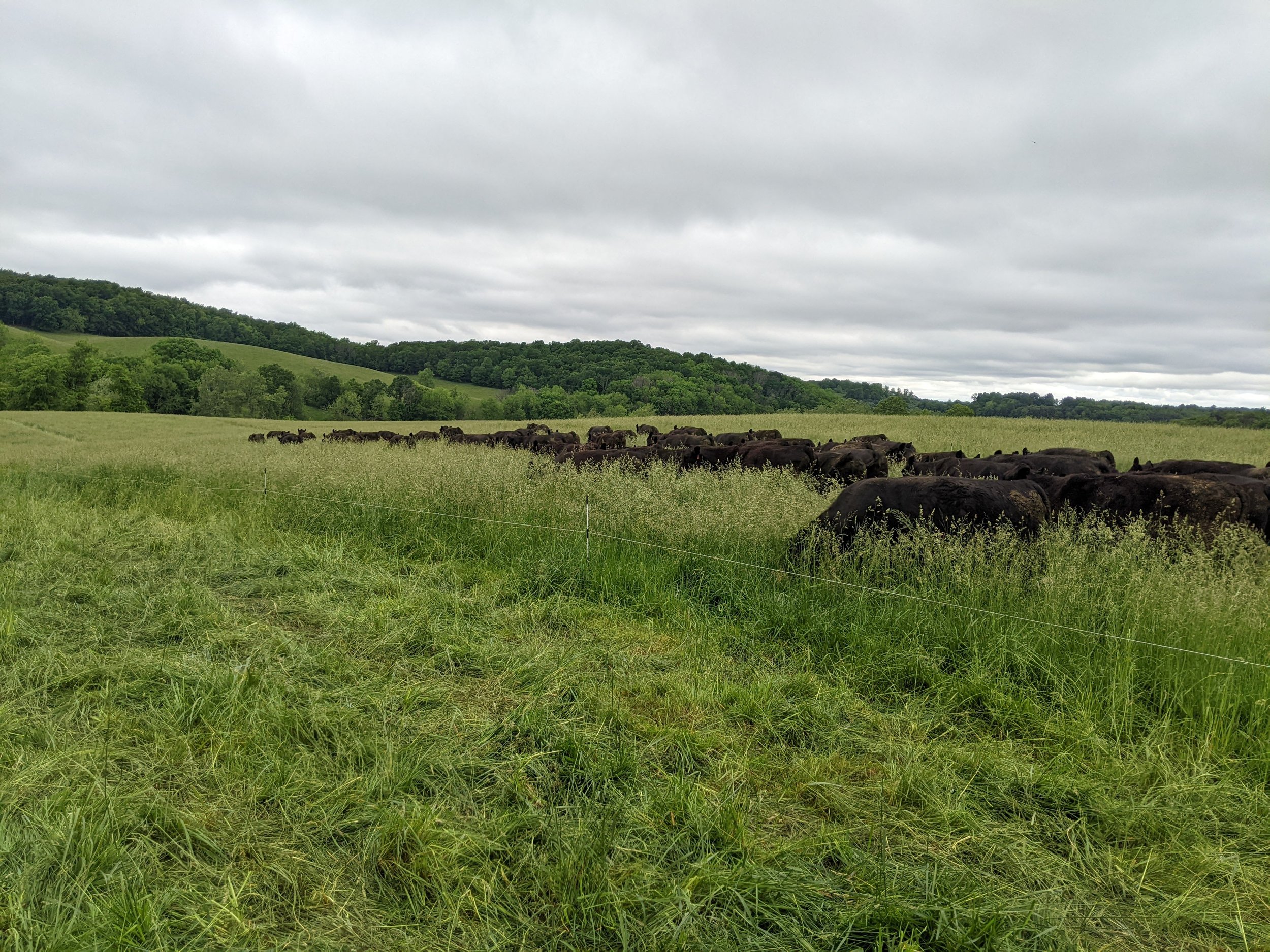 A herd of cattle grazing in a grassy field with rolling green hills and an overcast sky in the background.