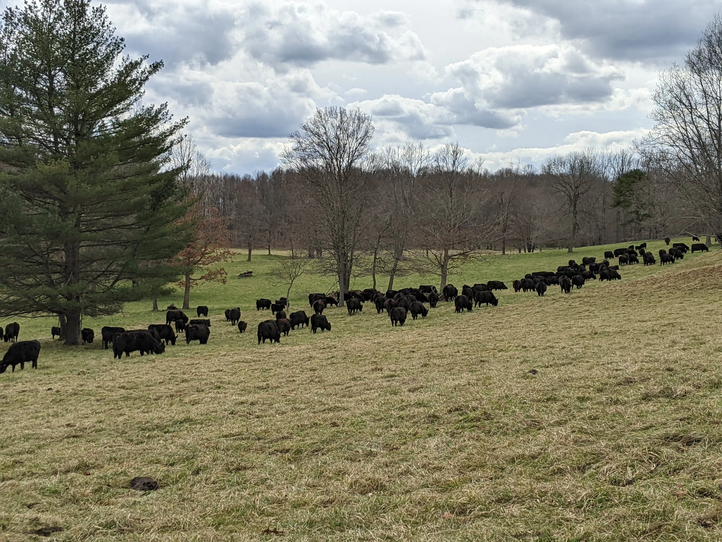 A herd of black cows grazing on a grassy field with trees and a cloudy sky in the background.