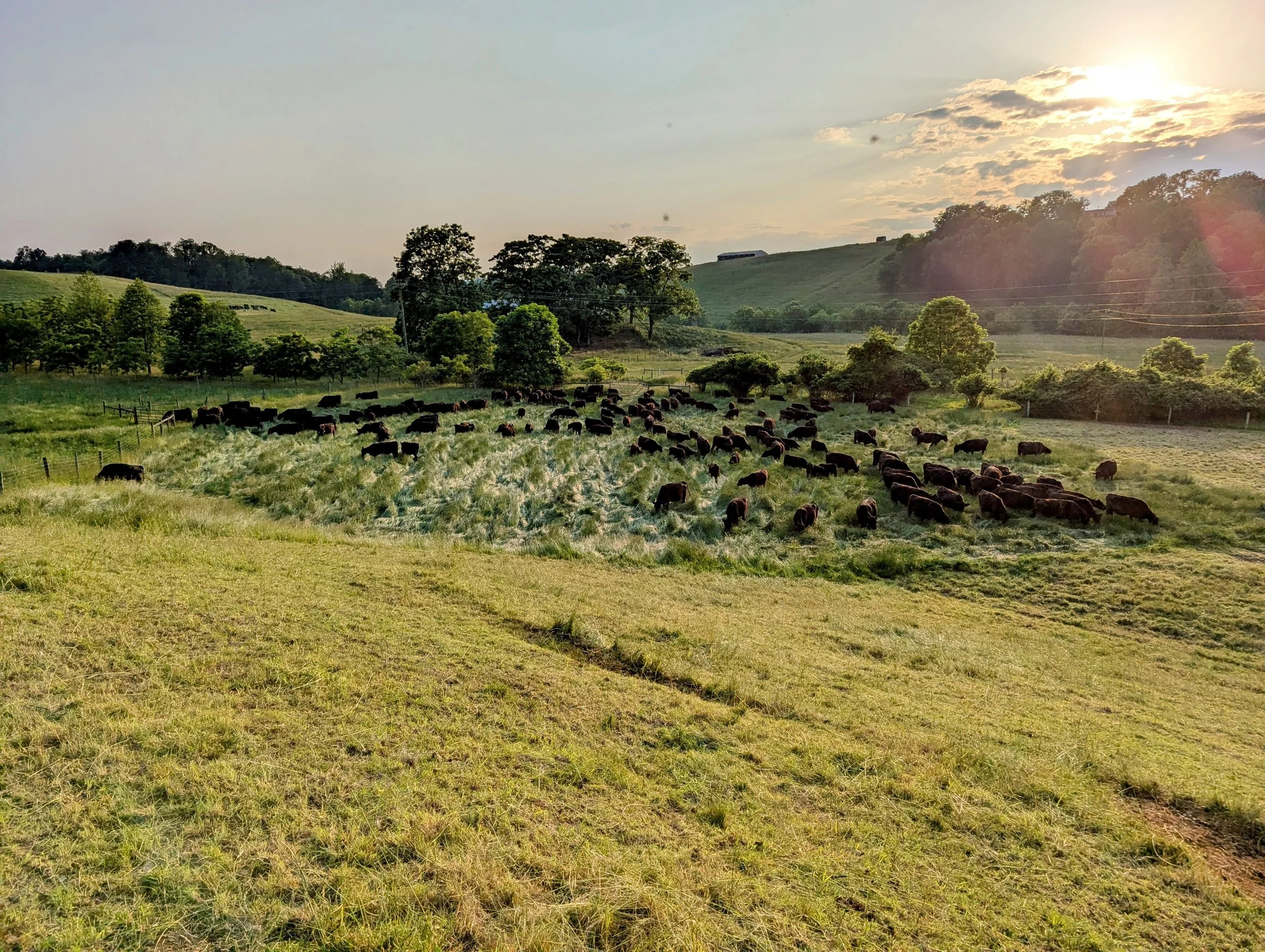 A scenic landscape of rolling green hills with scattered trees, a herd of cattle grazing in the foreground, and the sun setting behind clouds in the sky.