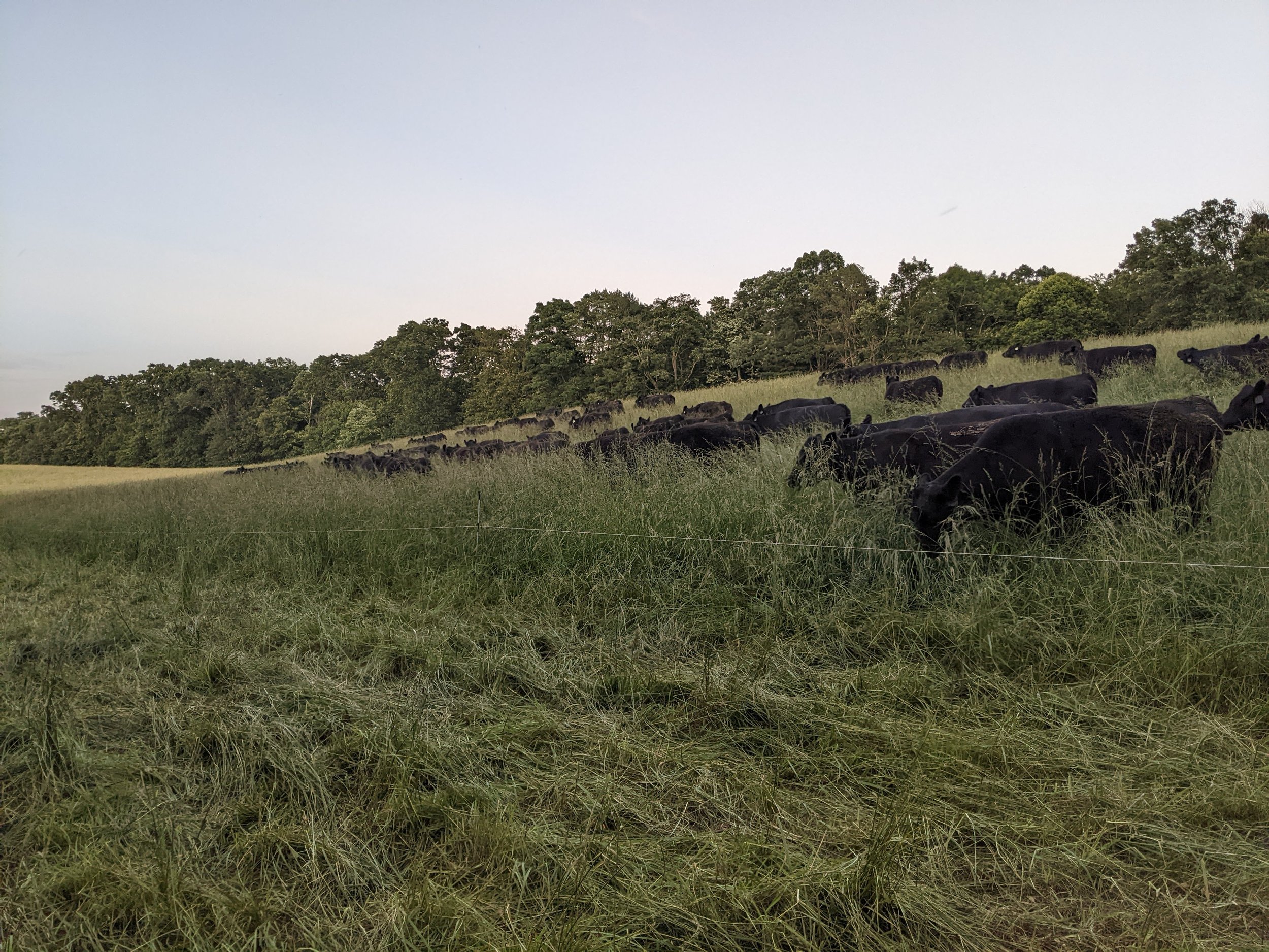 A herd of black cows grazing on a grassy hillside with trees in the background and a clear sky above.
