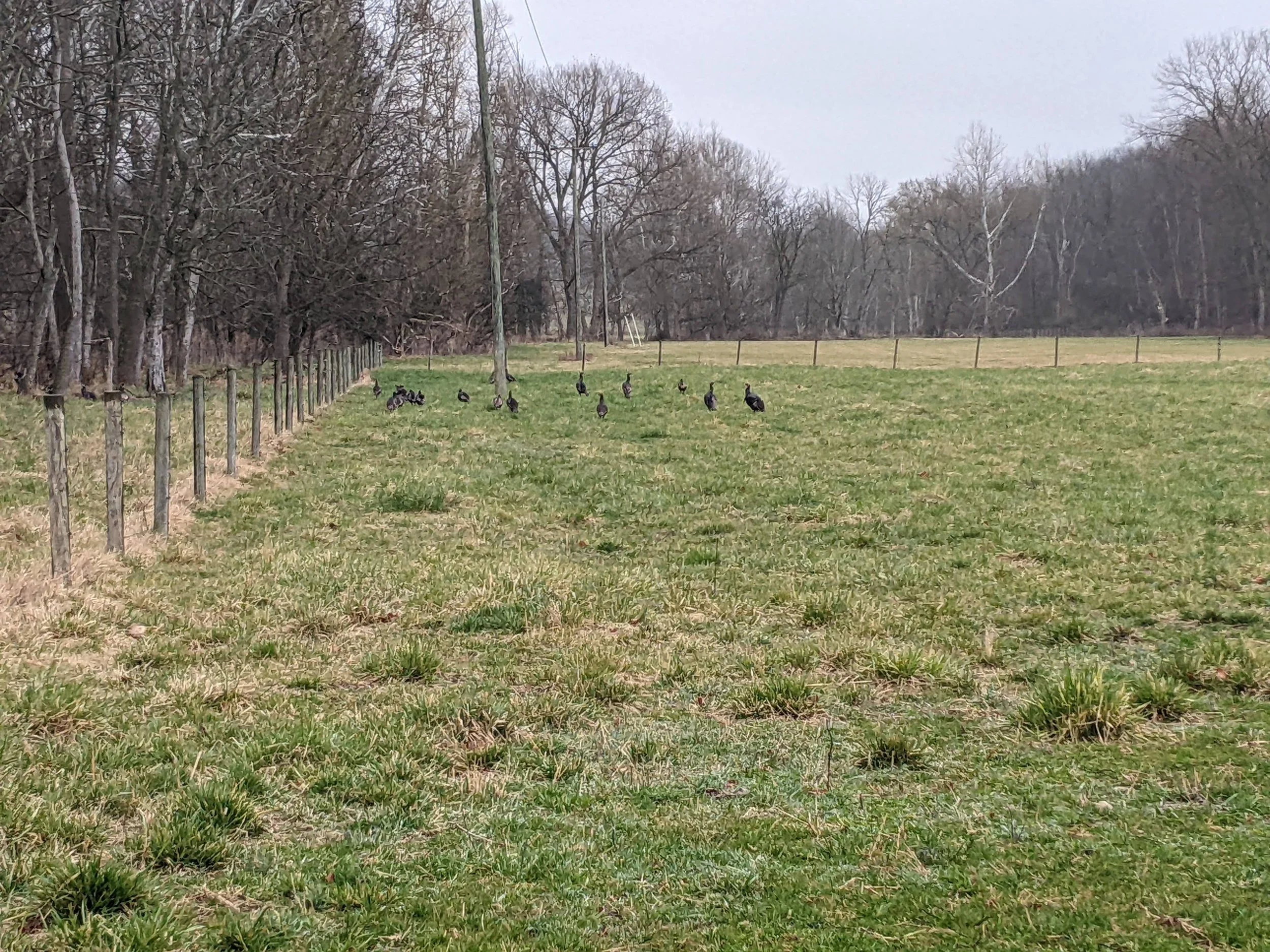 Open grassy field with a few ducks, surrounded by a fence. In the background, there are leafless trees and an overcast sky.