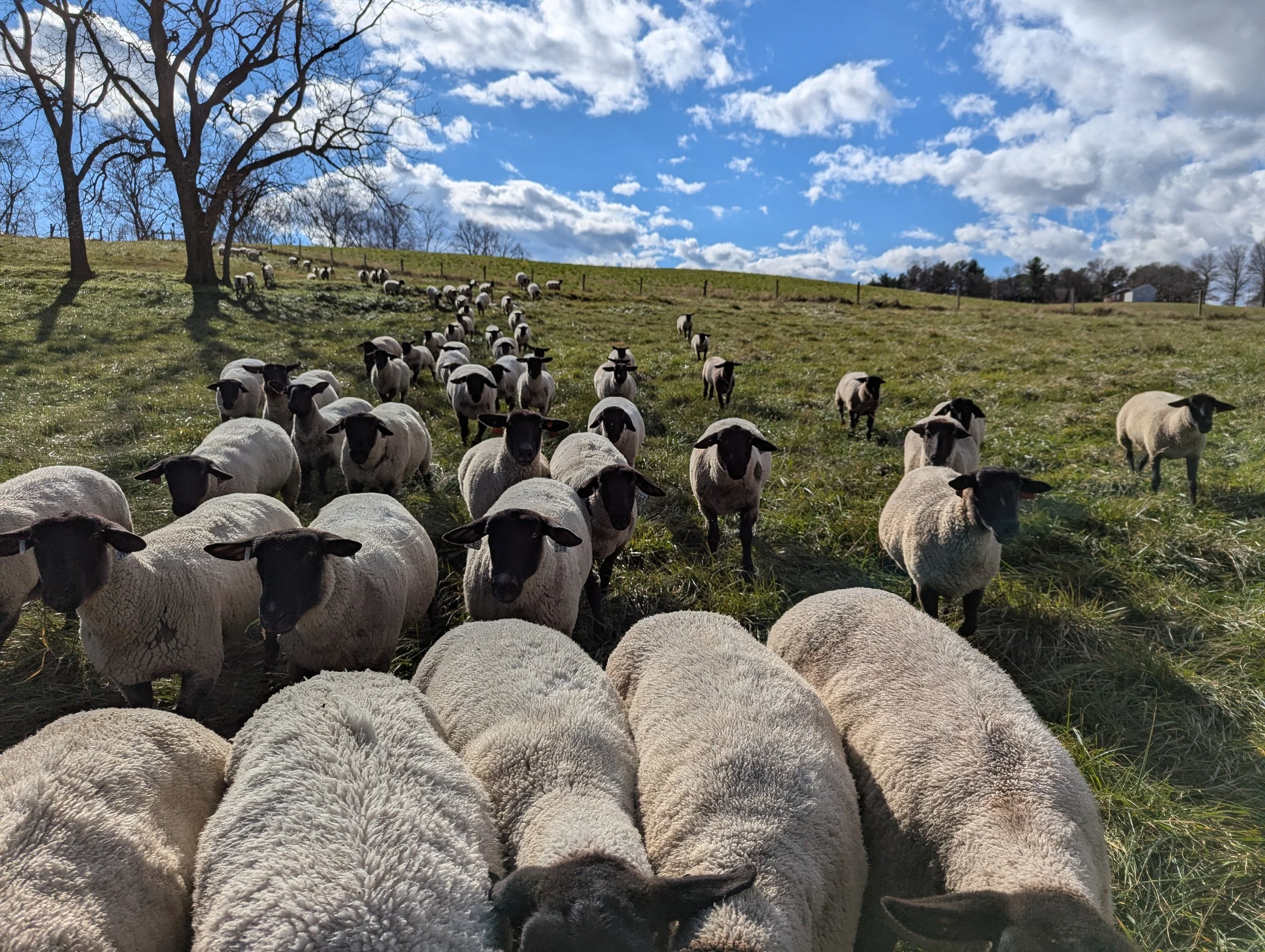 A flock of sheep on a grassy hillside under a partly cloudy sky, some trees without leaves, and a fence in the background.