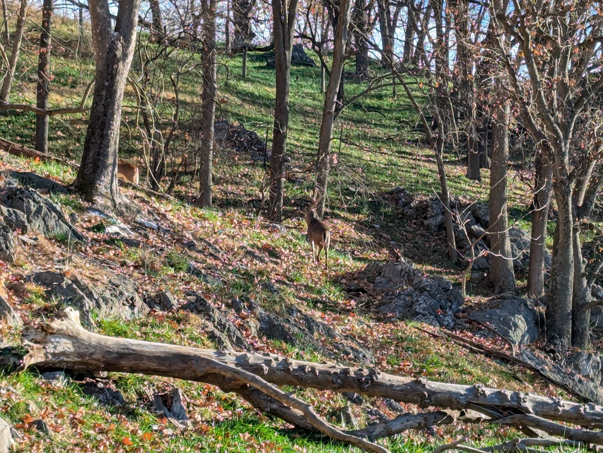 A wooded hillside with trees and plants, a cow grazing near the trees, and fallen branches on the ground.
