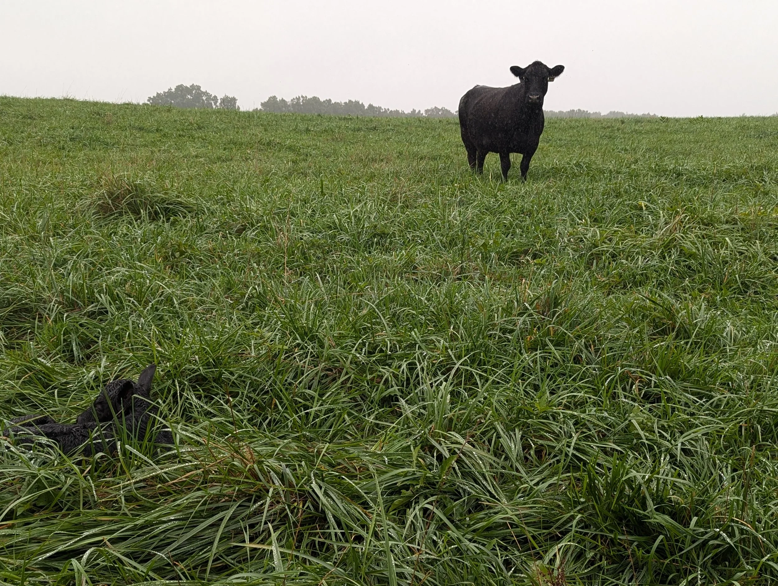 A black cow standing in a grassy field with a slightly overcast sky.