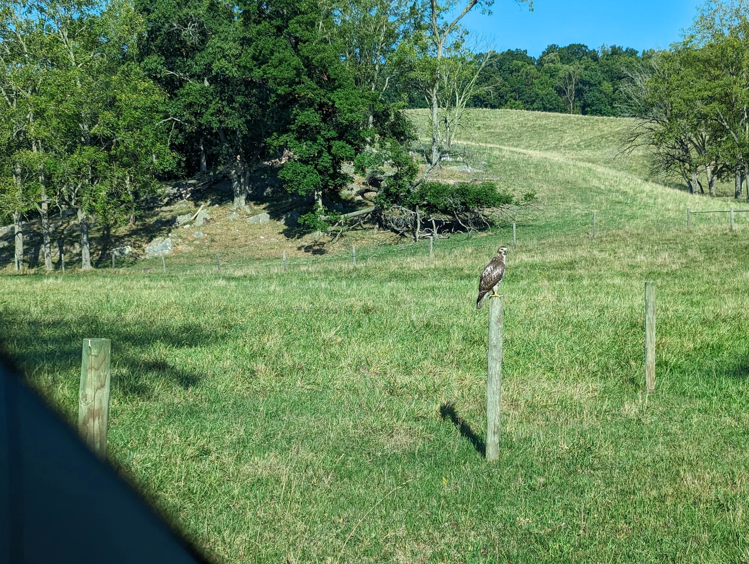 A grassy field with a fence post in the foreground, a hawk perched on it, and trees in the background under a blue sky.