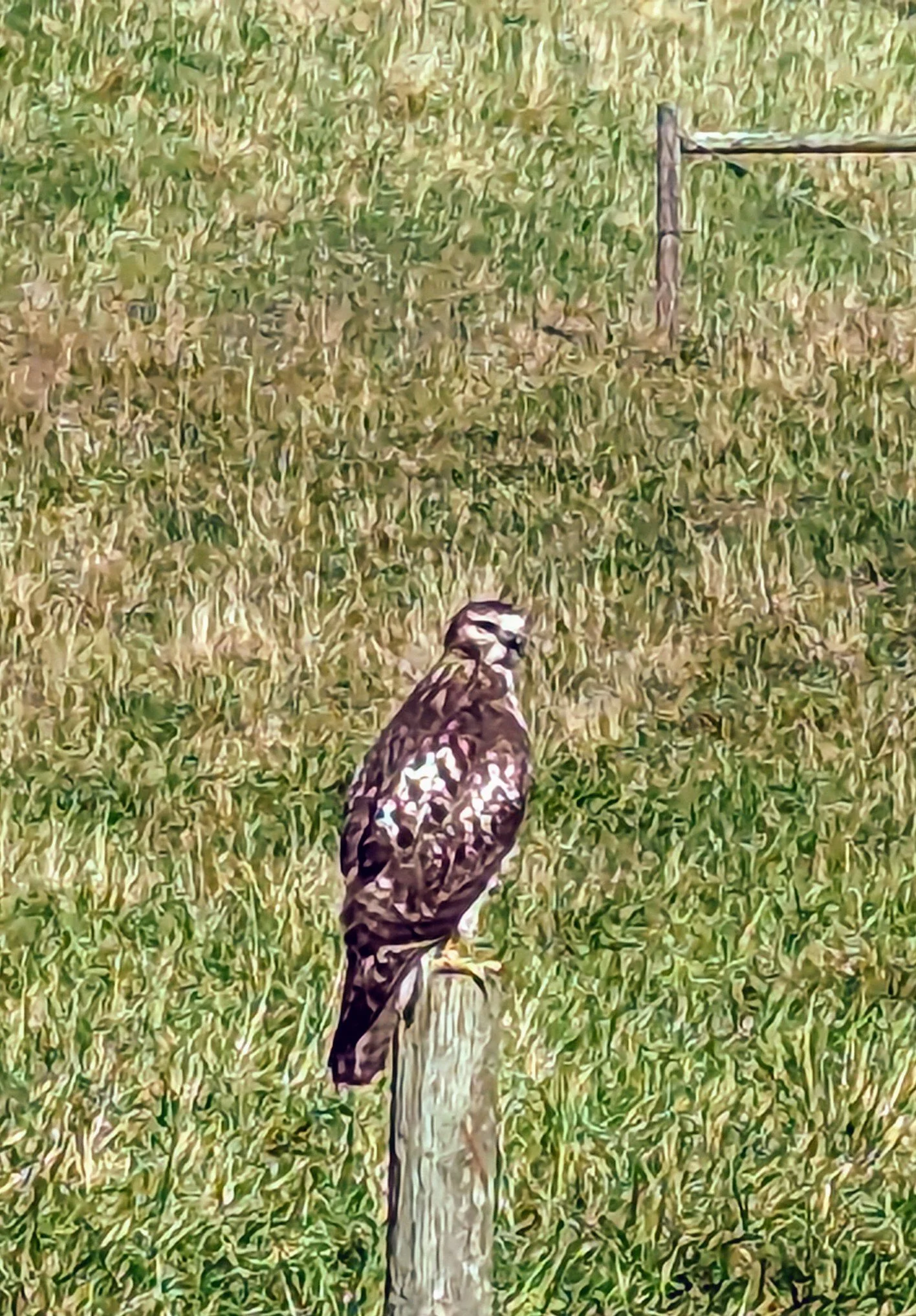 A hawk perched on top of a wooden post in a grassy field.