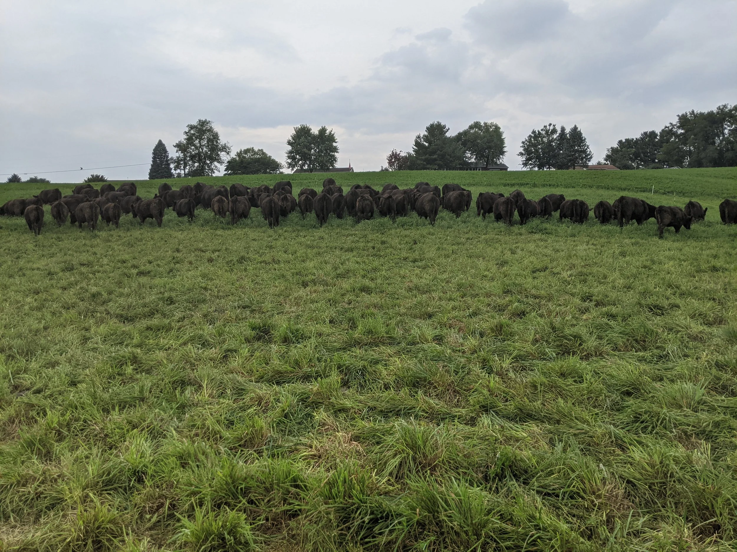 A herd of black cattle grazing on a green pasture under a cloudy sky, with trees and buildings in the background.
