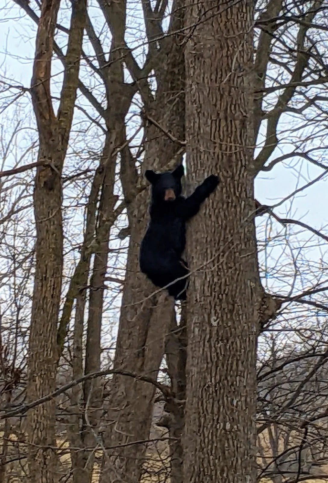 A black bear climbing a tall, thick tree with a textured bark in a wooded area with bare branches, possibly in winter.
