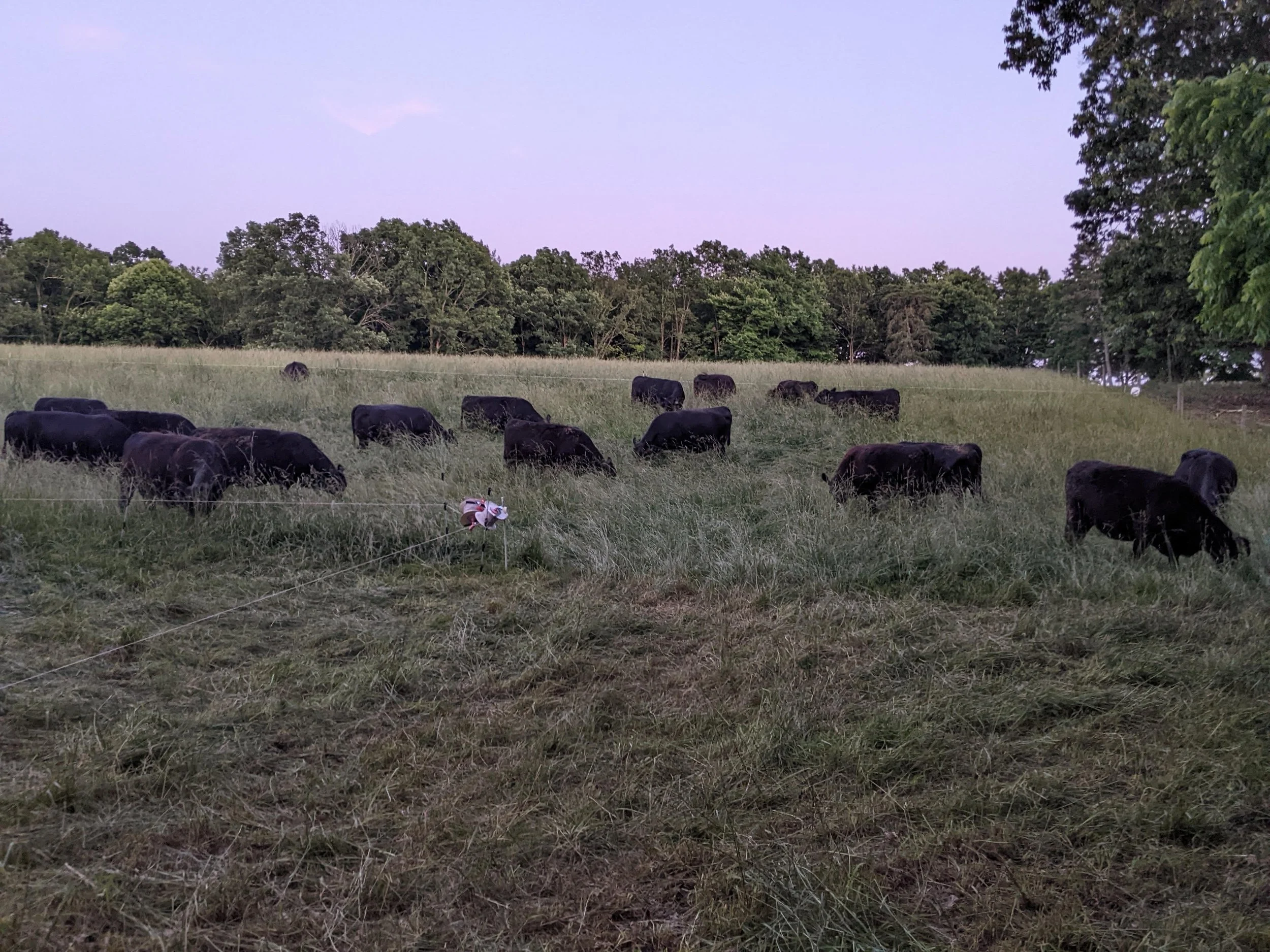 A peaceful pasture scene at dusk with a group of black cows grazing on the grass, surrounded by trees under a purple sky.