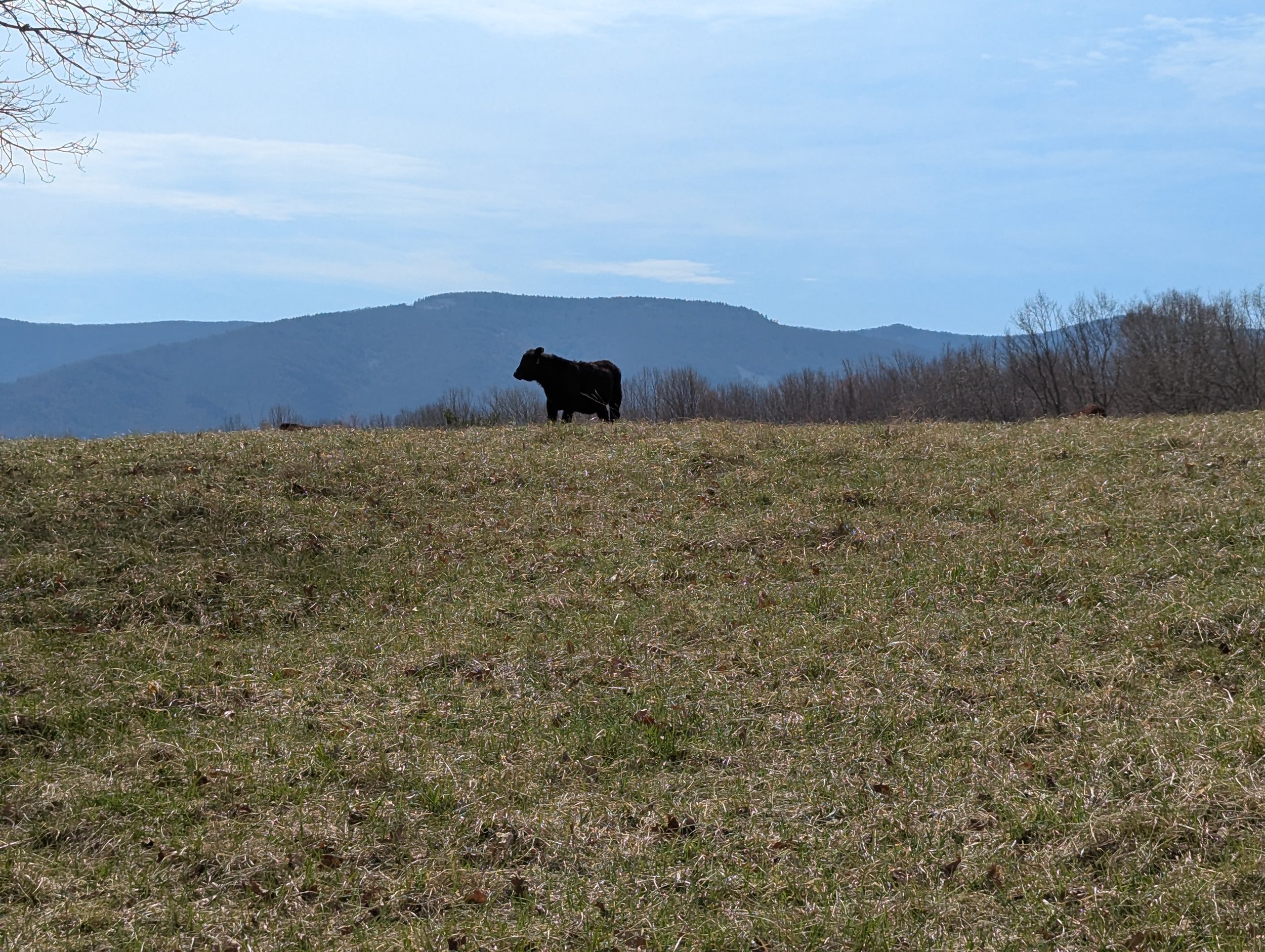 A black cow standing in a grassy field with hills and sparse trees in the background under a partly cloudy sky.