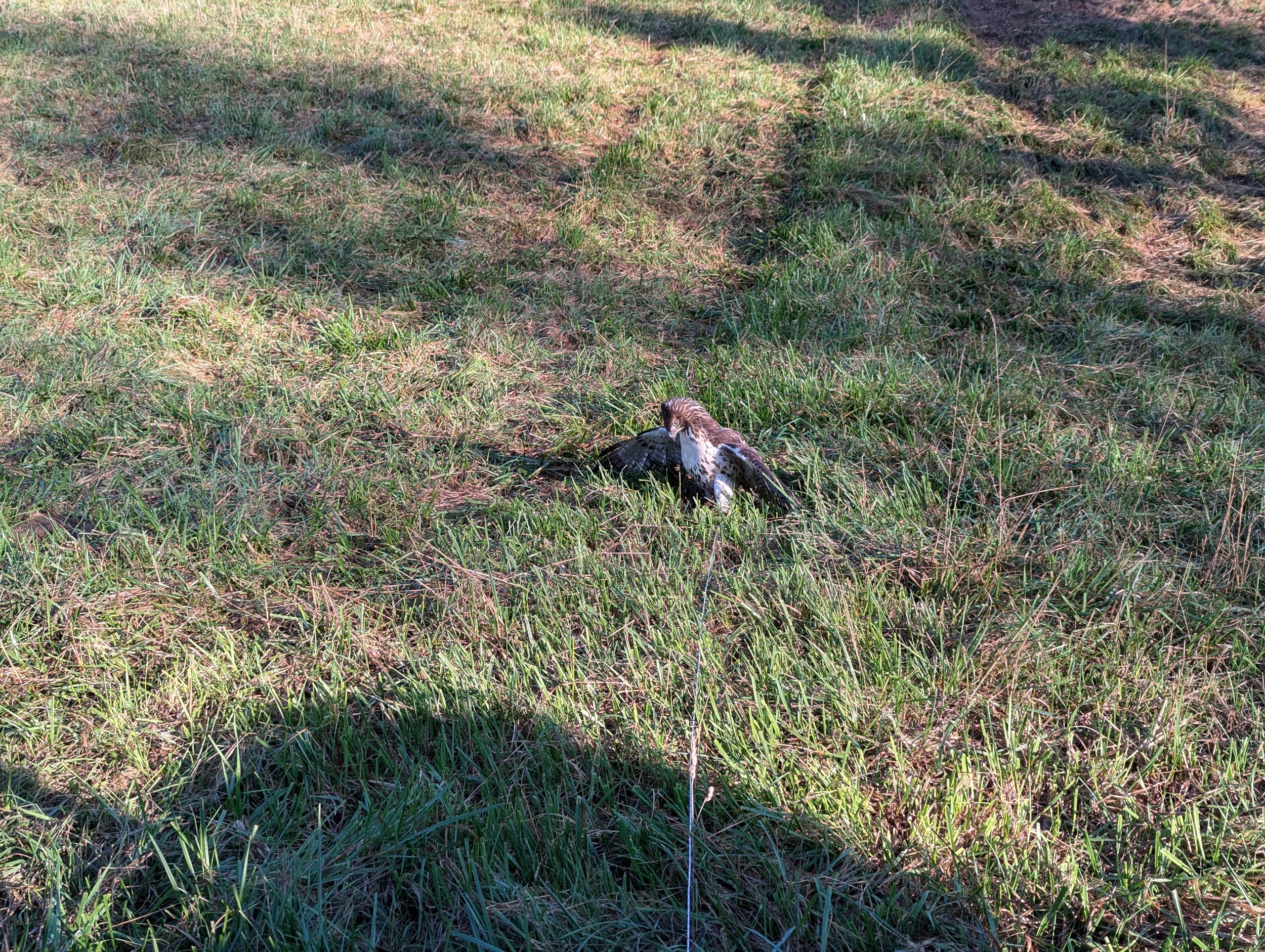 A bird on the ground in a grassy outdoor area.