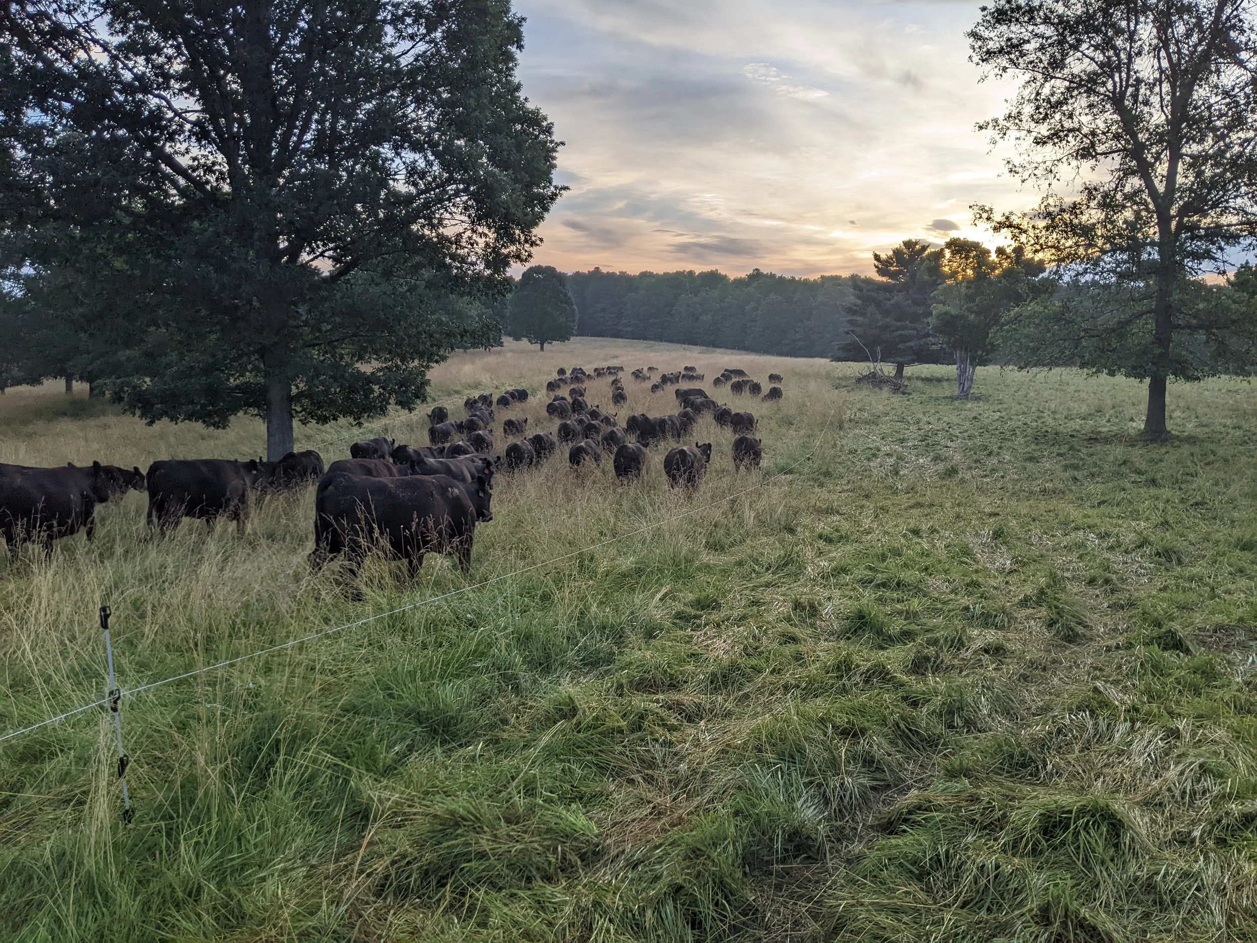 A herd of black cows grazing in a grassy field surrounded by trees at sunset.