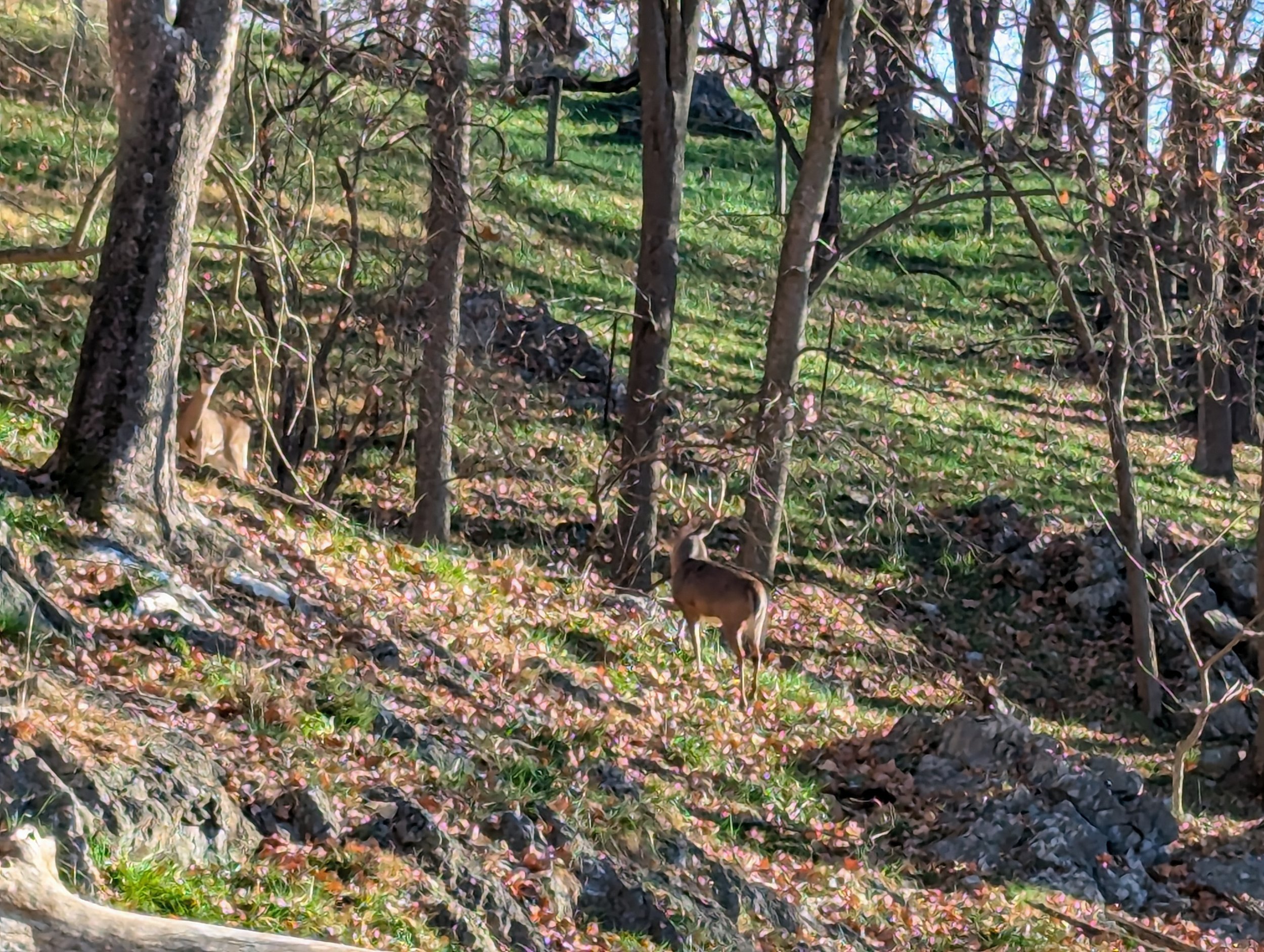 A wooded outdoor scene with trees, branches, green grass, and fallen leaves.