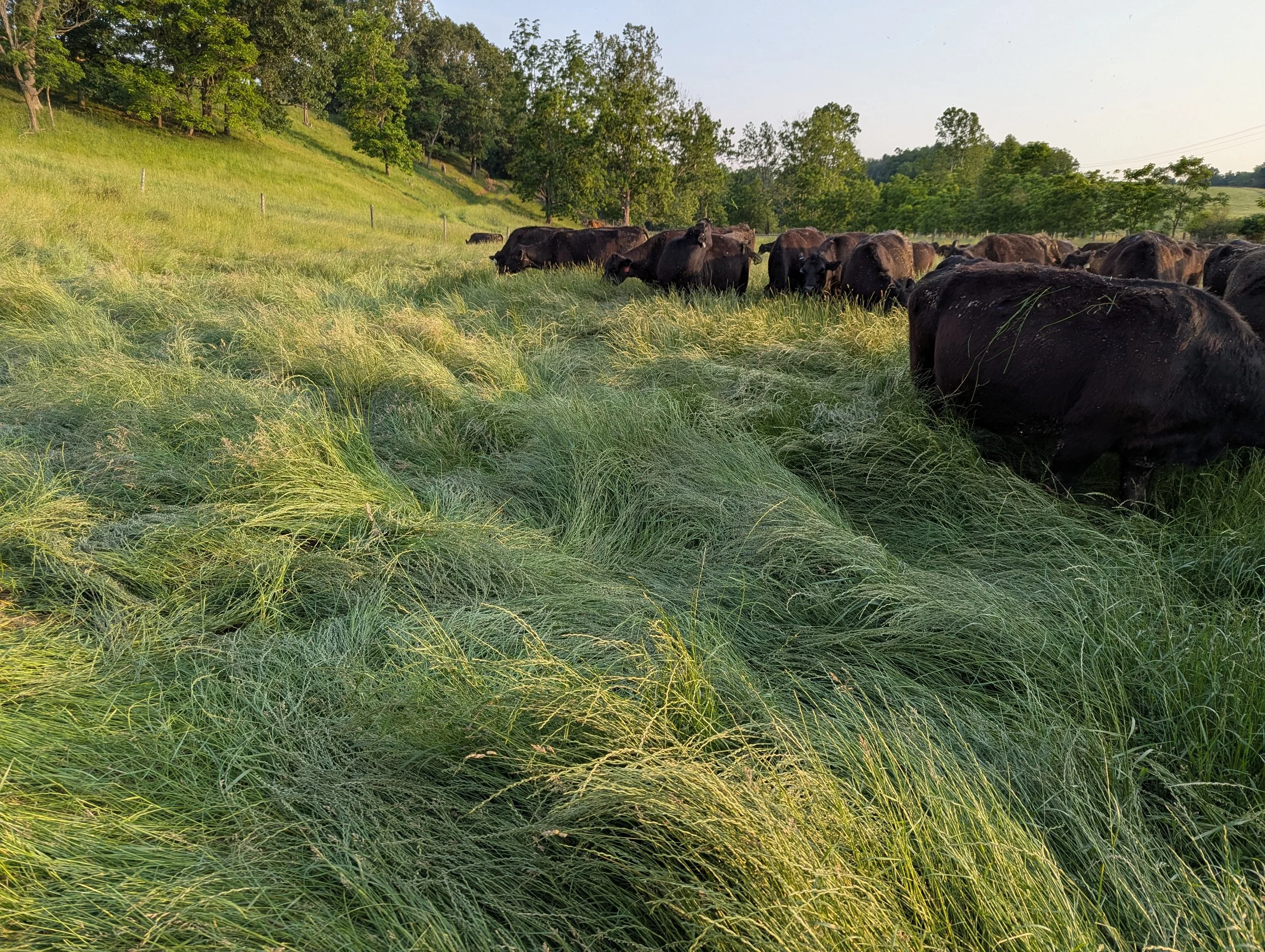 Cows grazing in a green pasture with trees on the hillside in the background and a clear sky.