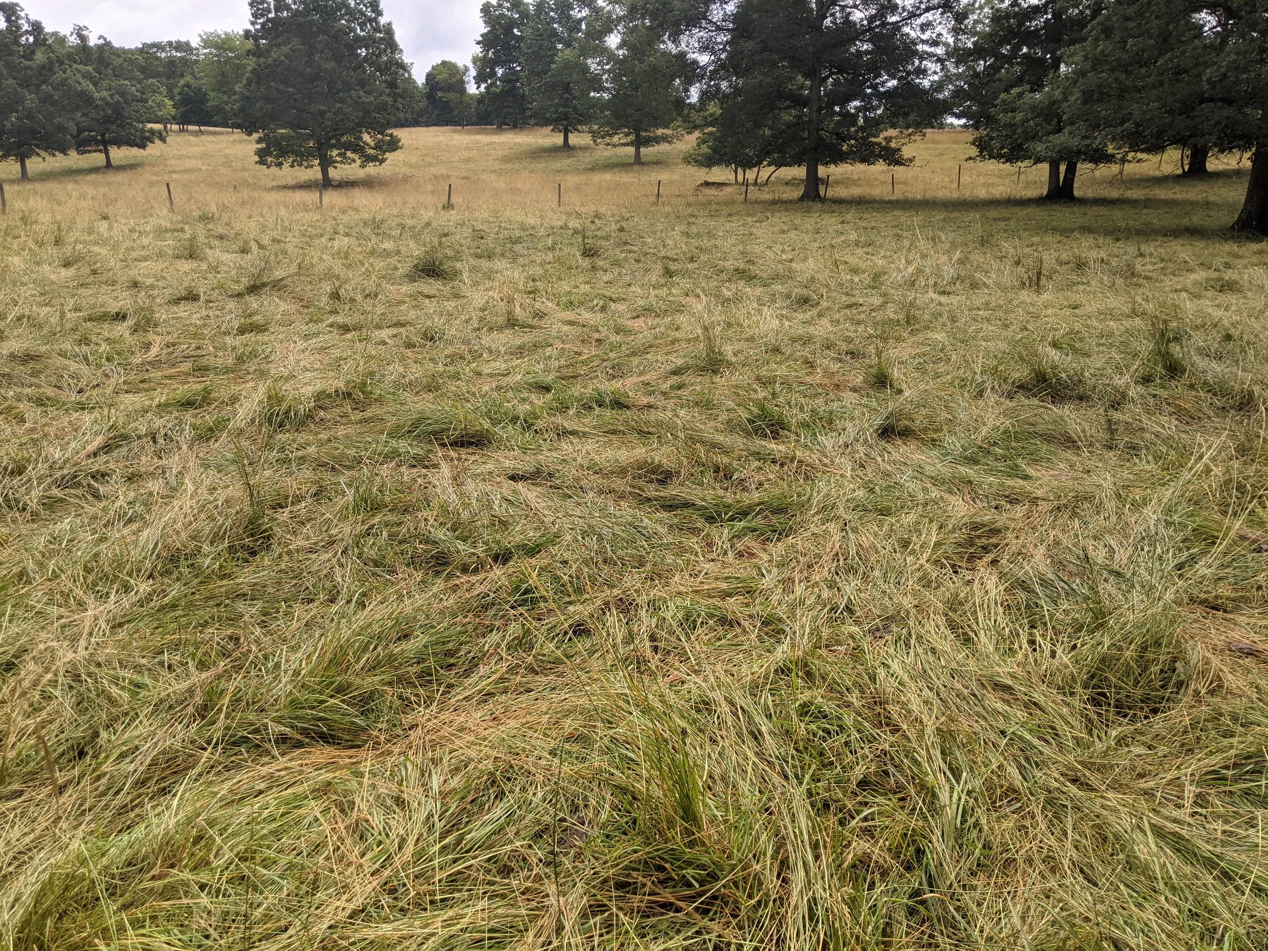 A grassy field with tall green and yellow grass, line of trees in the background, overcast sky, and a wooden fence running through the field.