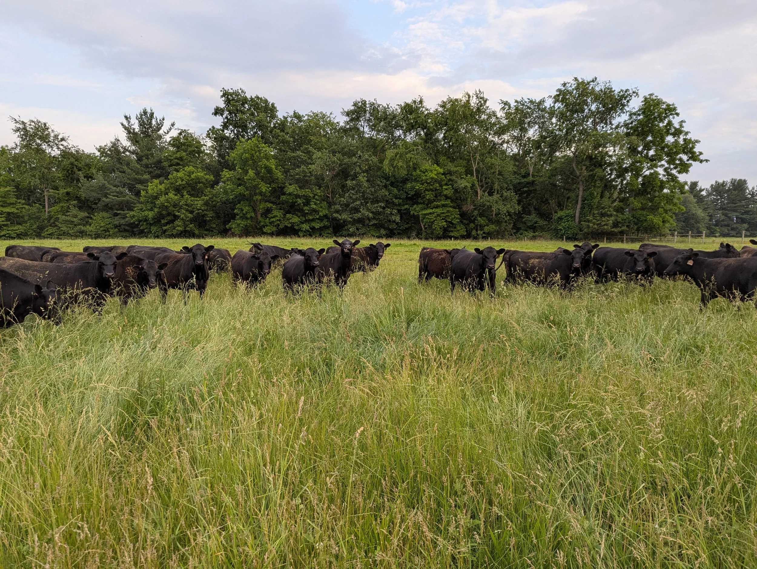 Black cows grazing in a grassy field with a backdrop of lush green trees and a partly cloudy sky.