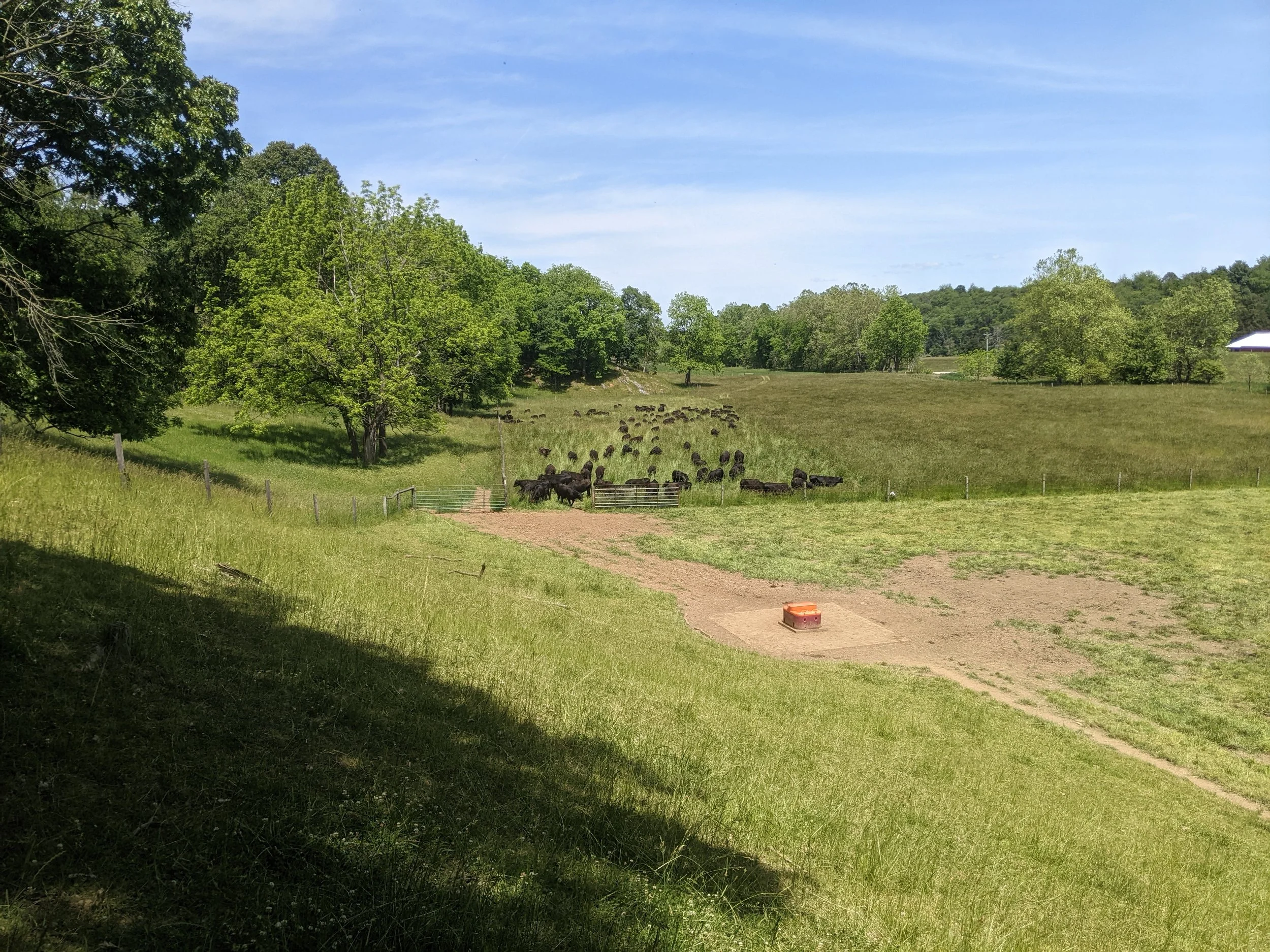A rural landscape with a dirt path, grazing cattle, green trees, and a blue sky with some clouds.