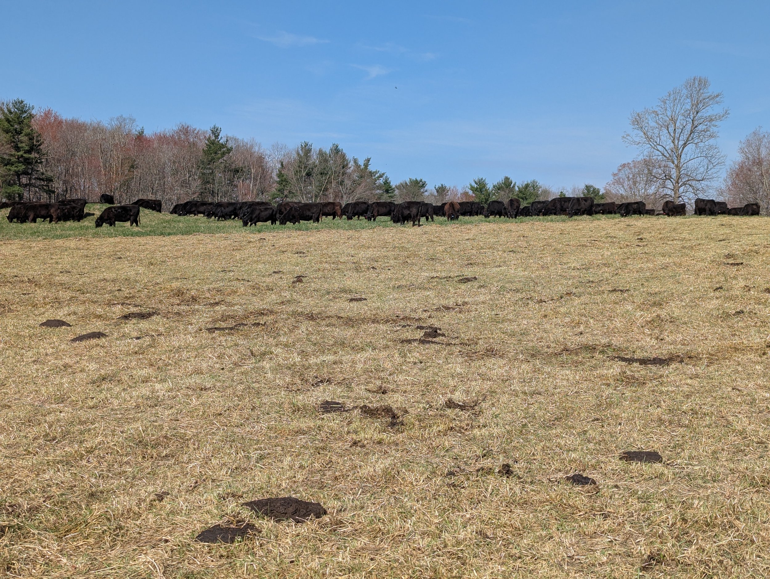 A herd of black cows grazing on a grassy field near a tree line with a clear blue sky.