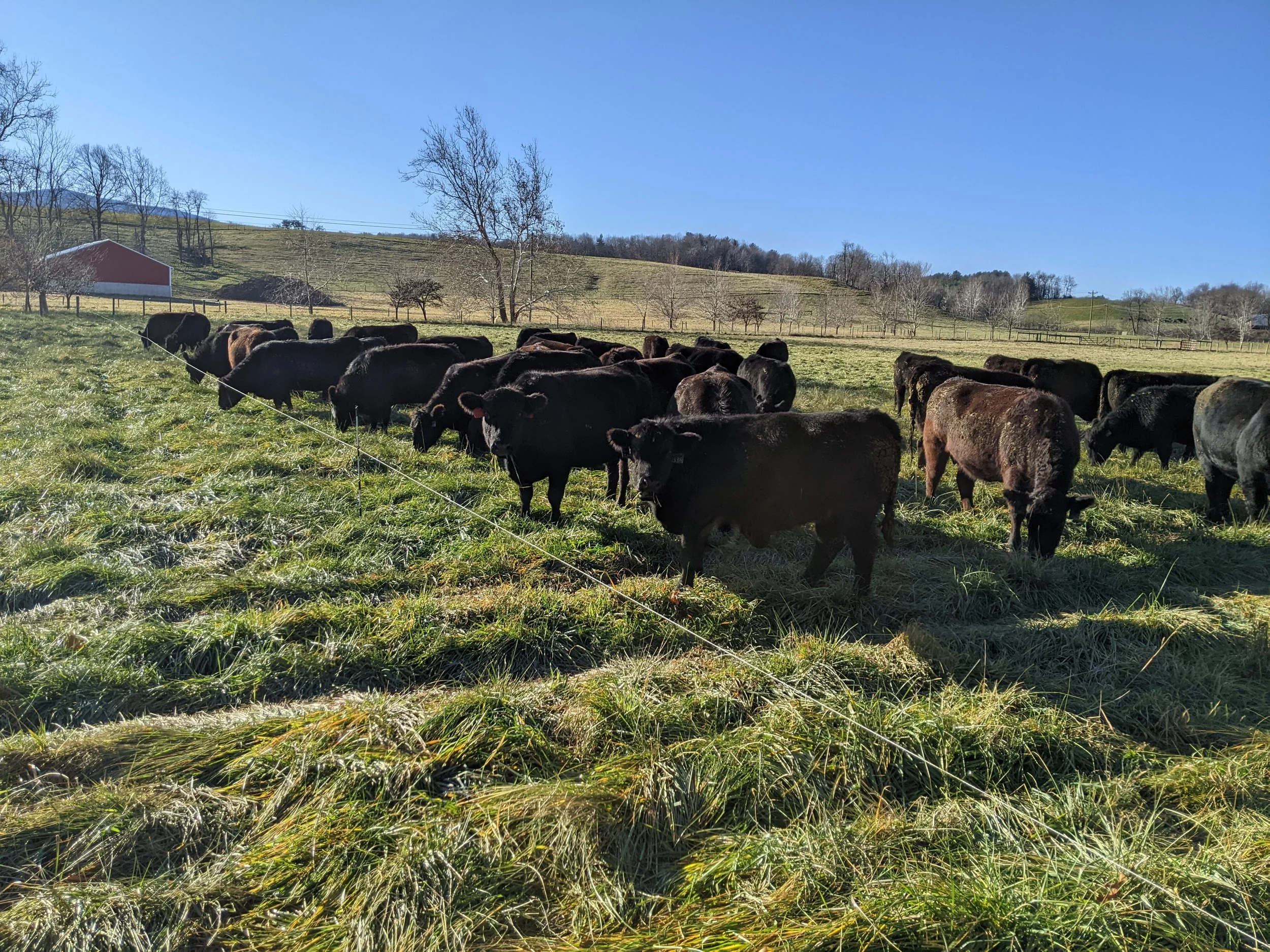 Black and brown cows grazing on a grassy field with a fence, trees, and a blue sky in the background.