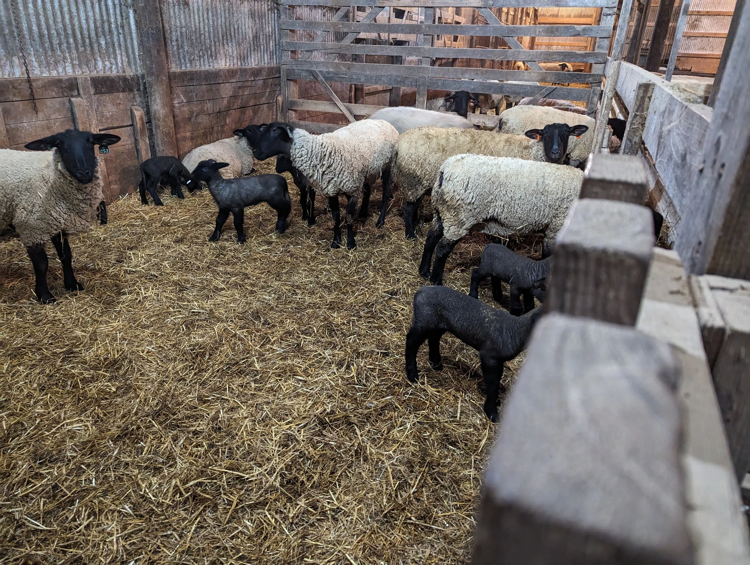 Group of sheep and lambs inside a wooden farm enclosure with straw-covered ground.
