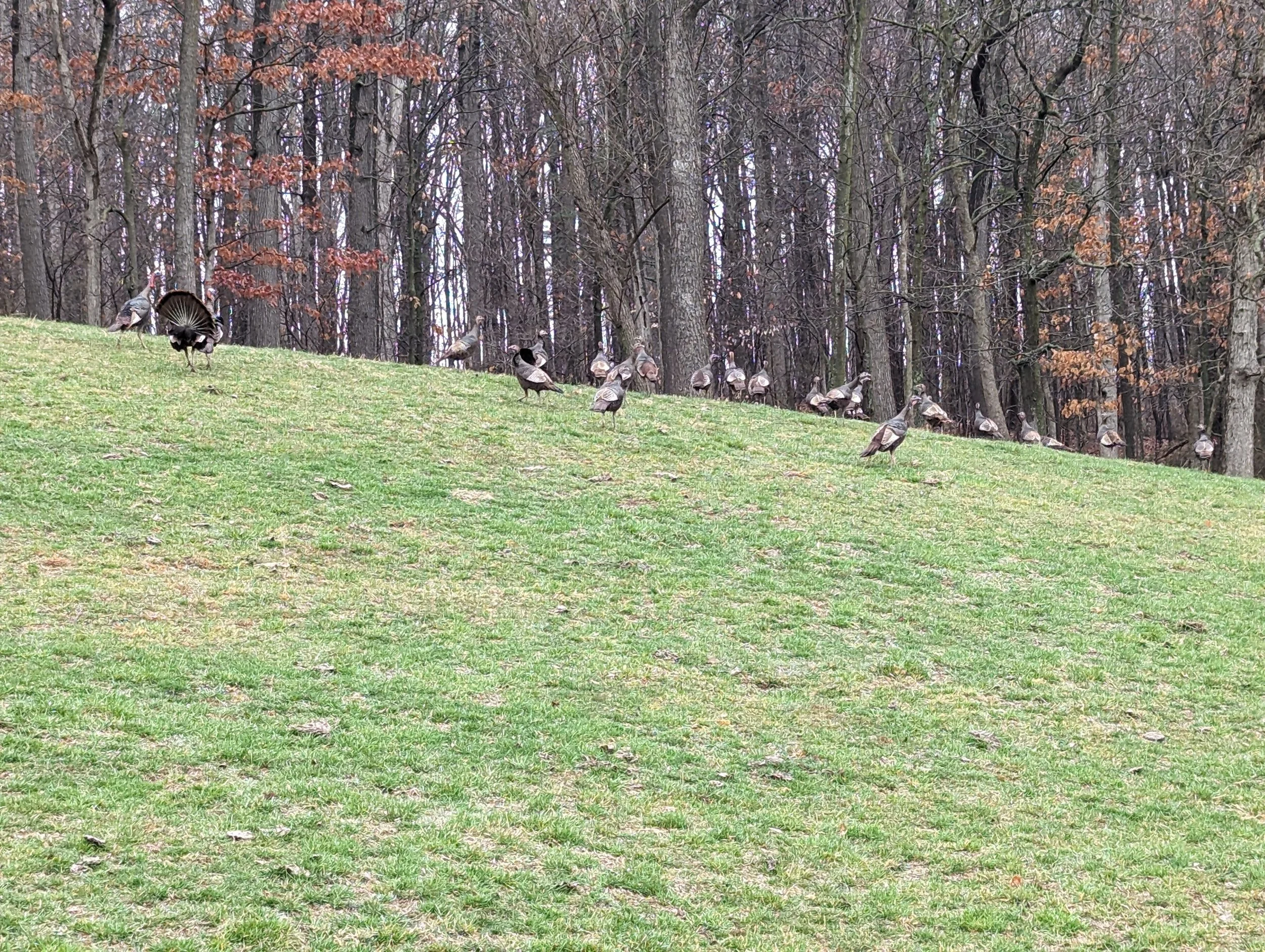 Group of wild turkeys in a grassy clearing near a forest with leafless trees.