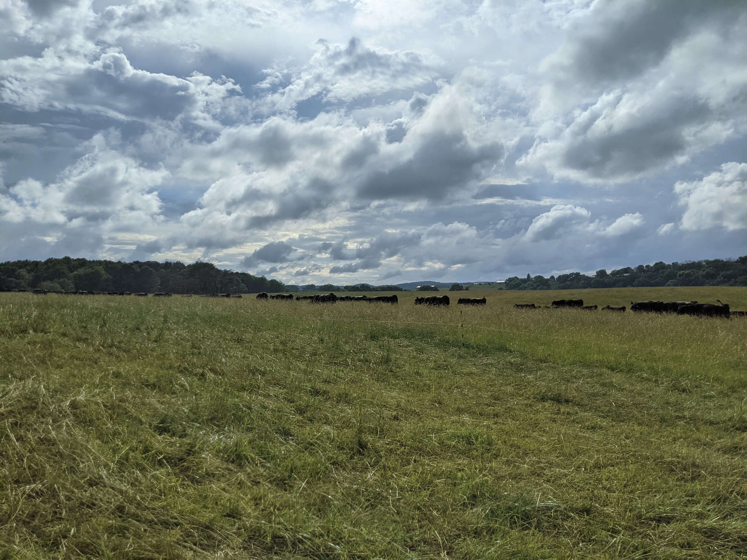 A grassy field with cattle grazing, a line of trees in the distance, and a cloudy sky overhead.