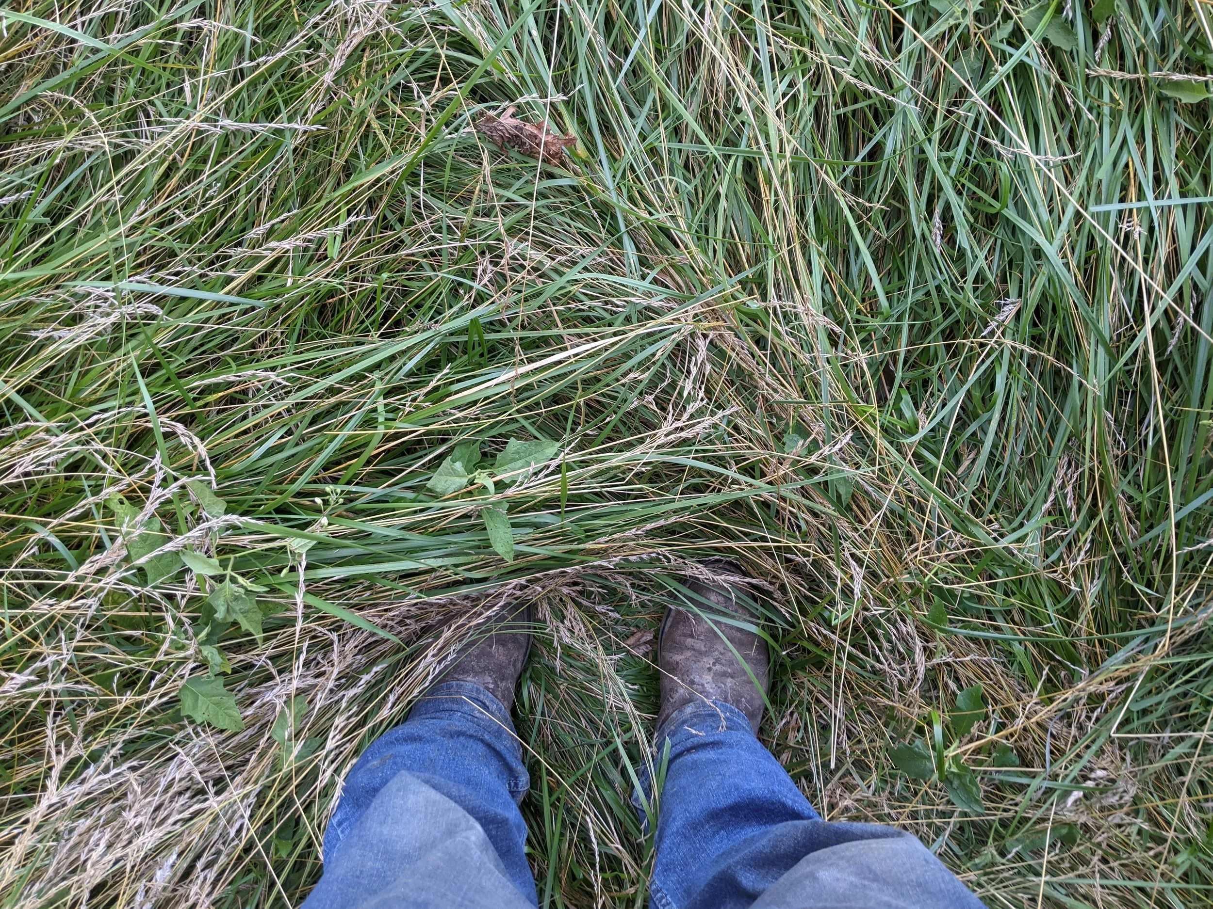 First-person view of a person wearing jeans and boots standing in tall grass and weeds.