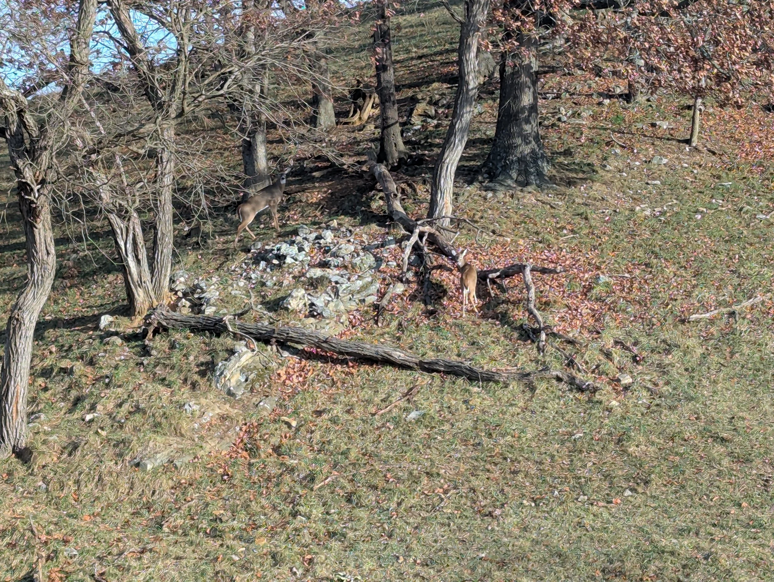 Deer standing on the ground among trees and fallen leaves in a wooded area.