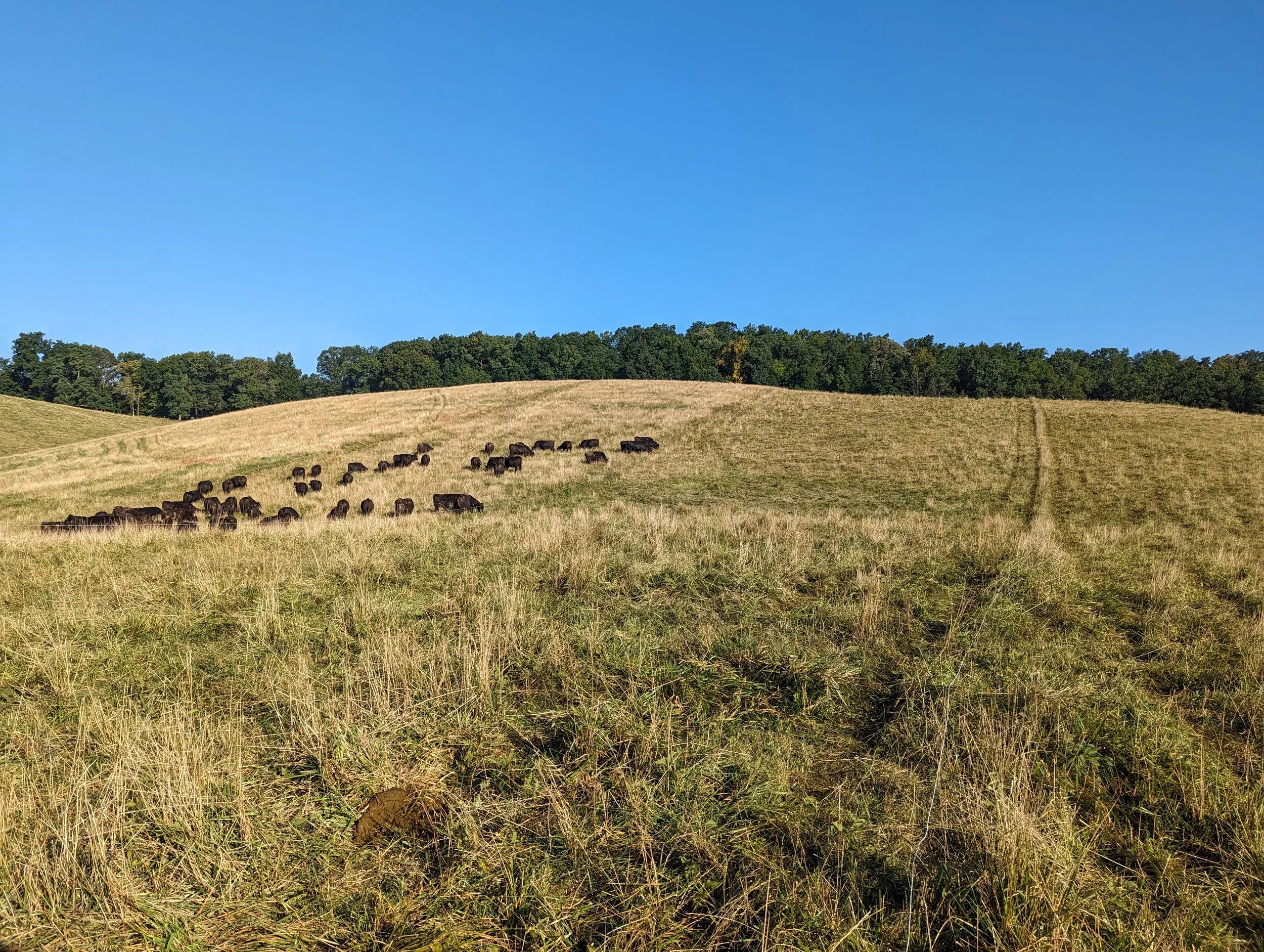 A grassy field with a herd of cows grazing, trees on the horizon, and a clear blue sky above.
