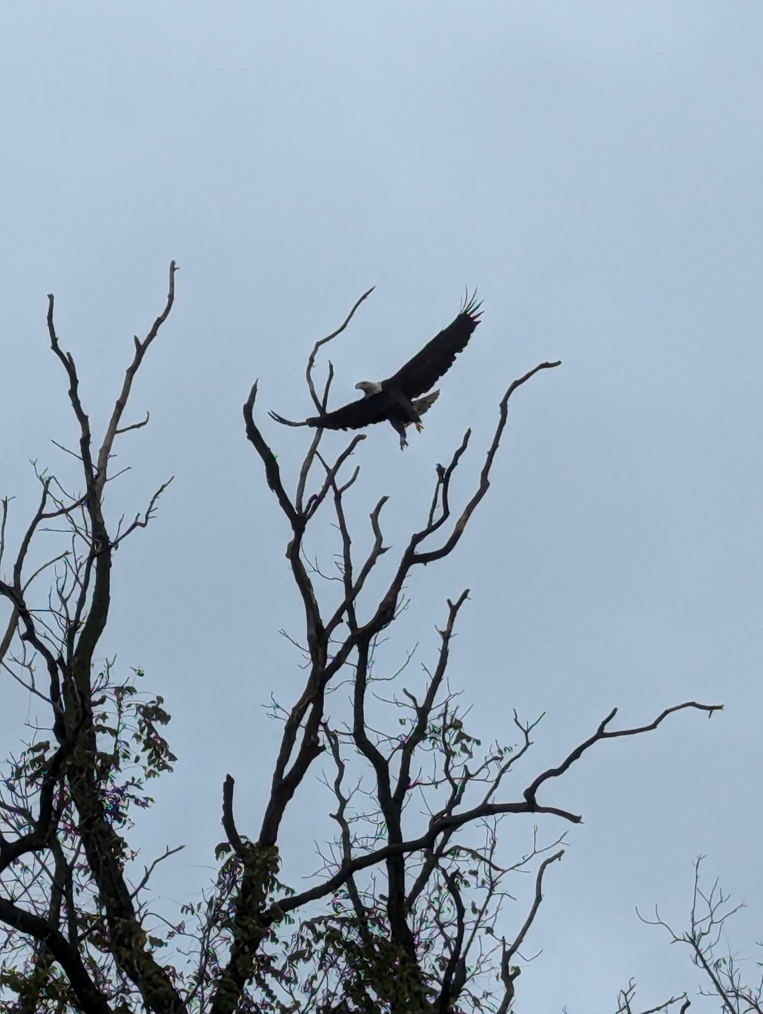 A bald eagle perched on a barren tree branch against a cloudy sky.