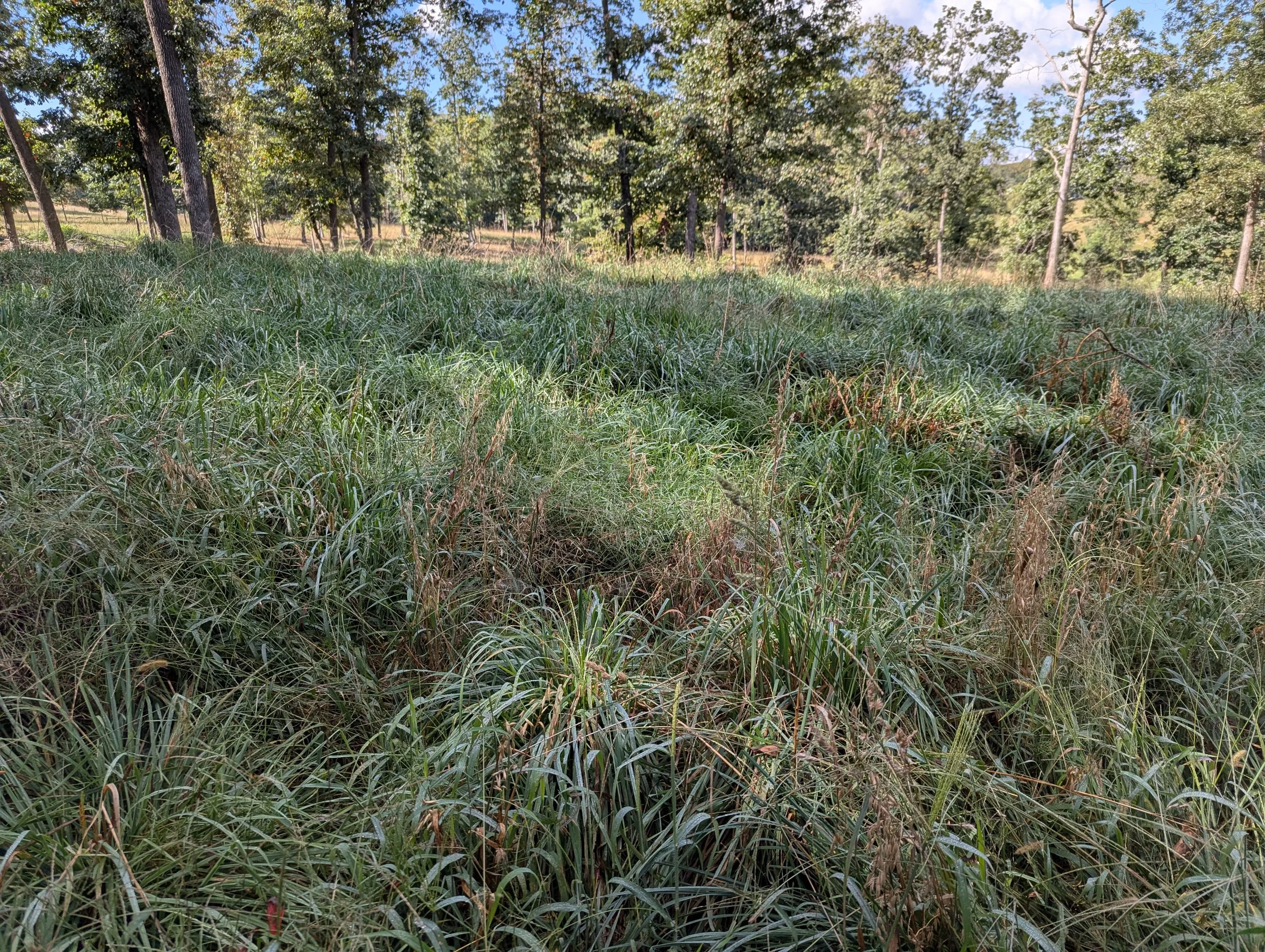 A grassy field with tall trees and a clear blue sky.