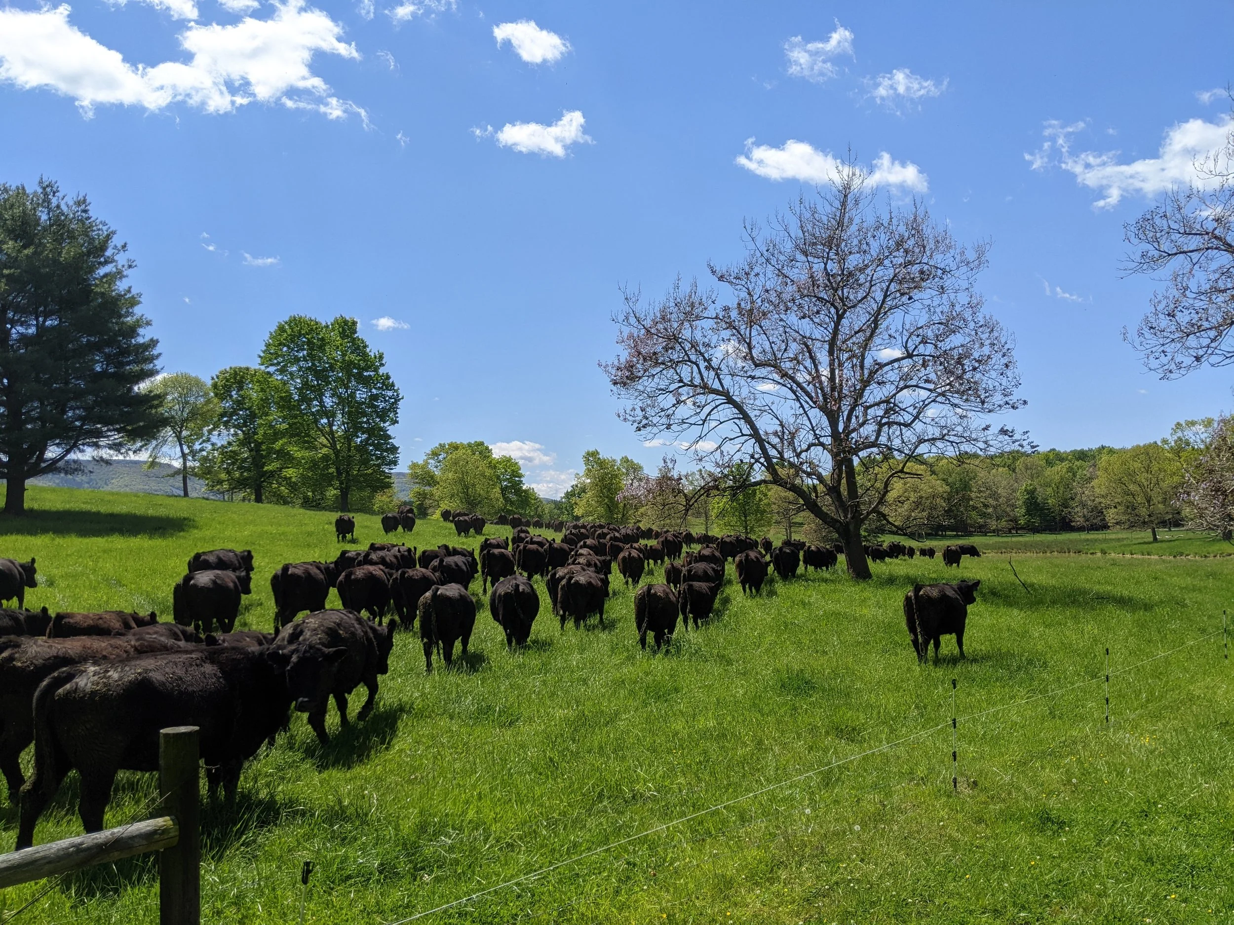 A herd of black cows grazing on a lush green field under a partly cloudy blue sky, with various trees including a leafless one in the foreground.