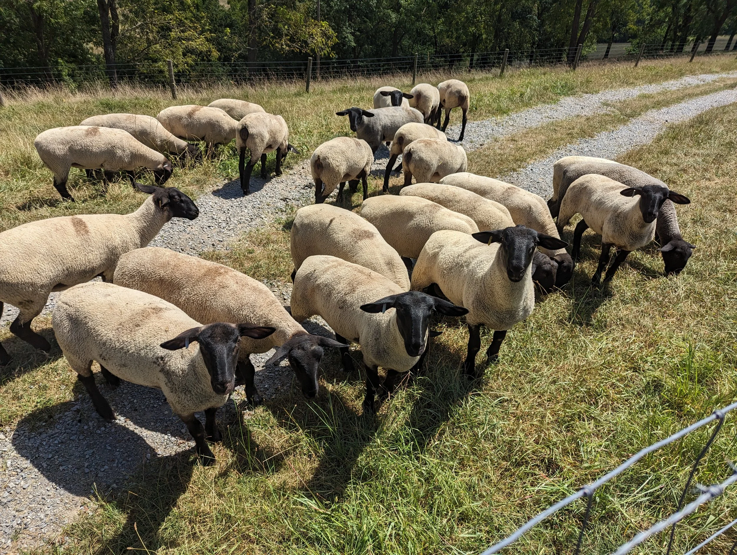 Group of sheep standing on a dirt path near a grassy field, enclosed by a wire fence with trees in the background.