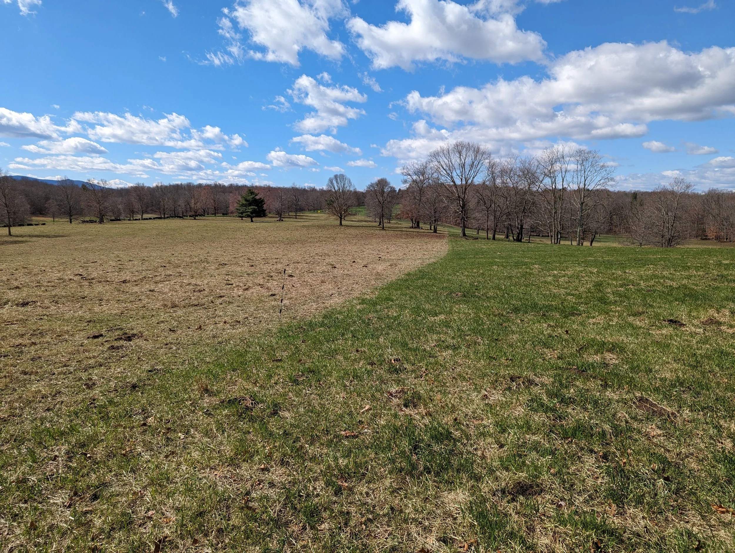 A large open grassy field with numerous leafless trees, some evergreen trees, under a bright blue sky with scattered white clouds.