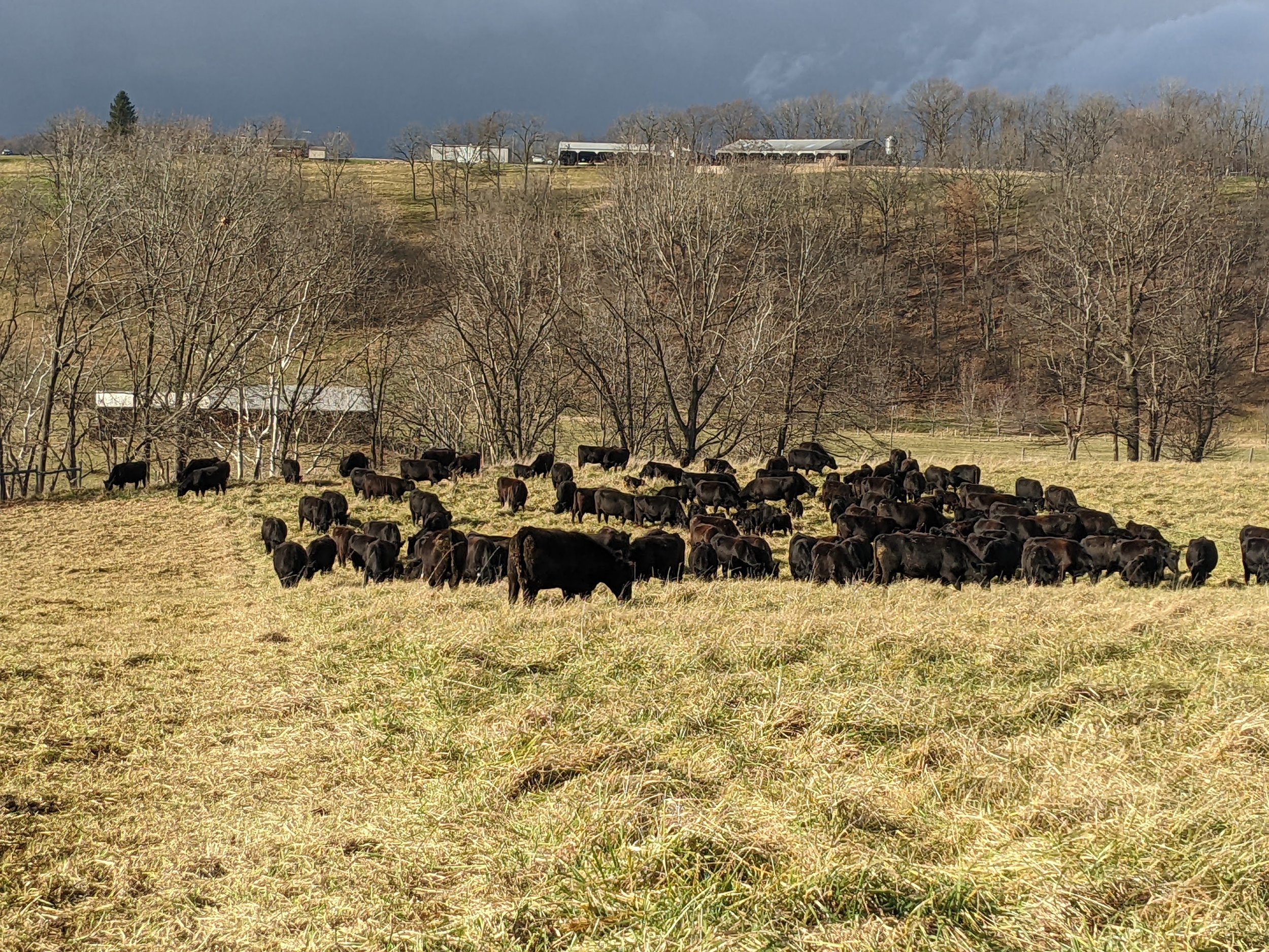 Black cattle grazing on a grassy field with leafless trees and farm buildings in the background, under a cloudy sky.