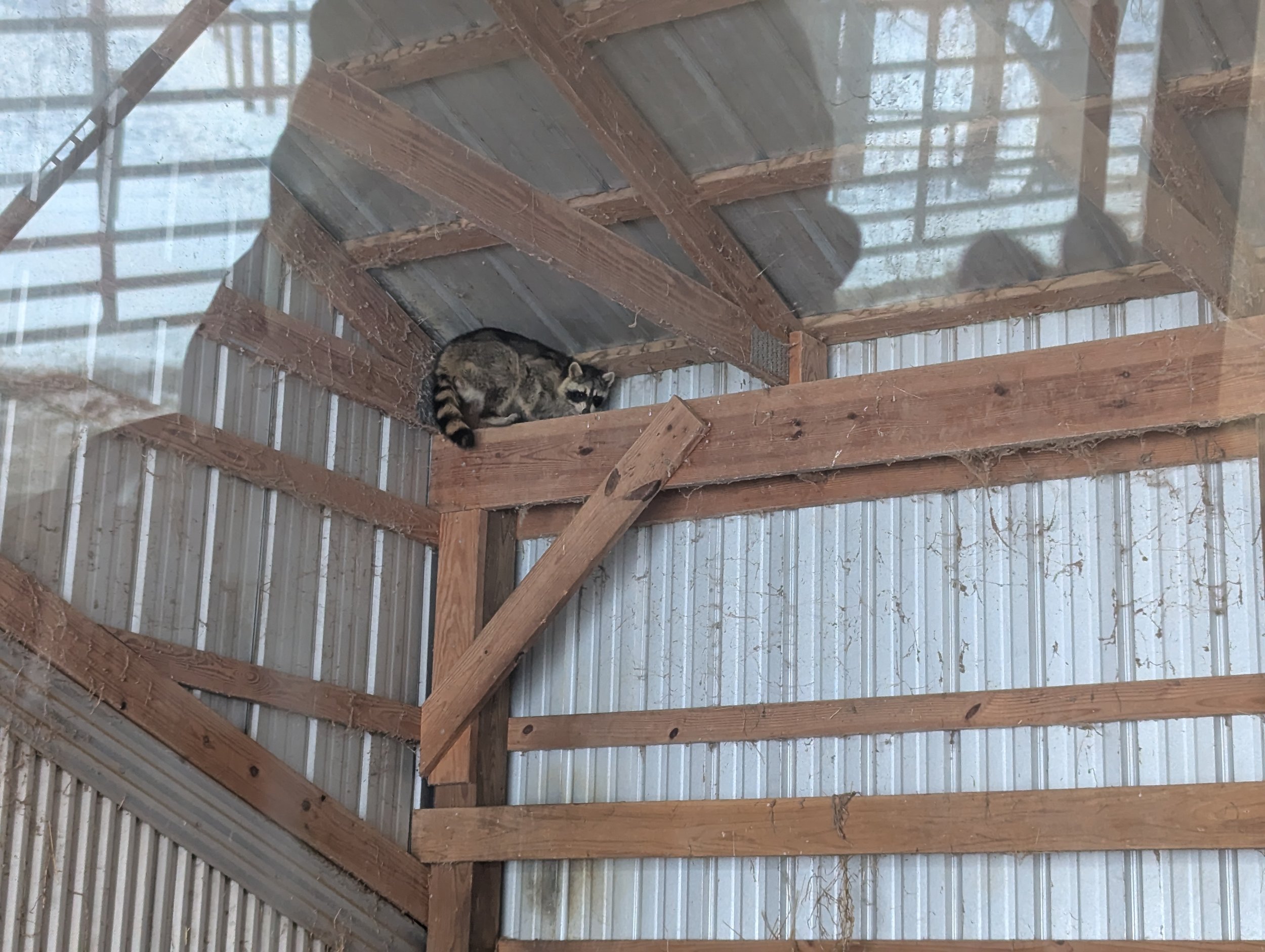 A raccoon lying on a wooden platform inside a structure with a metal roof and wooden beams. The raccoon is curled up and looking towards the camera.
