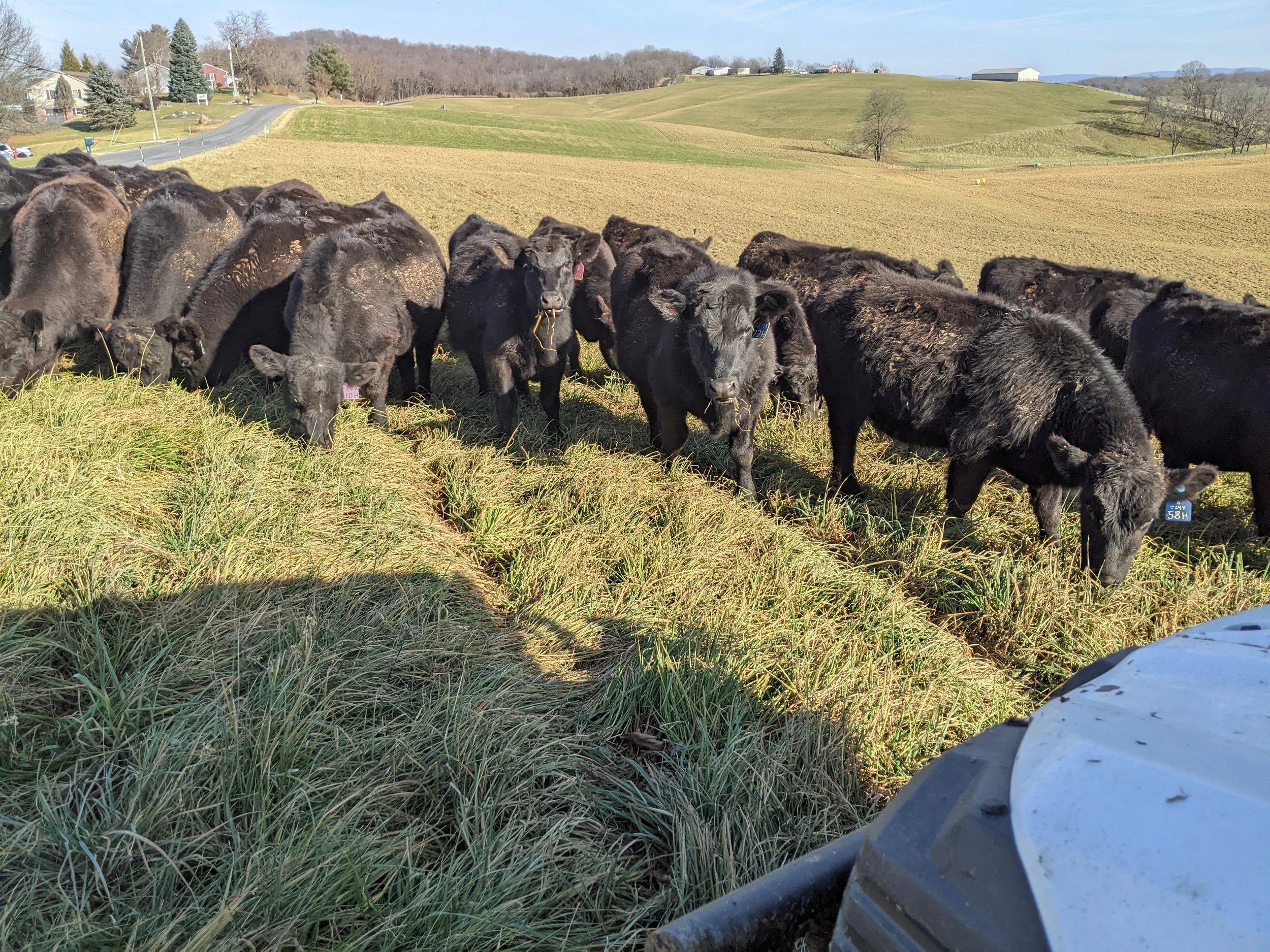 A herd of black calves grazing on a grassy field with rolling hills and scattered trees in the background. A white vehicle is partially visible in the lower right corner of the image.