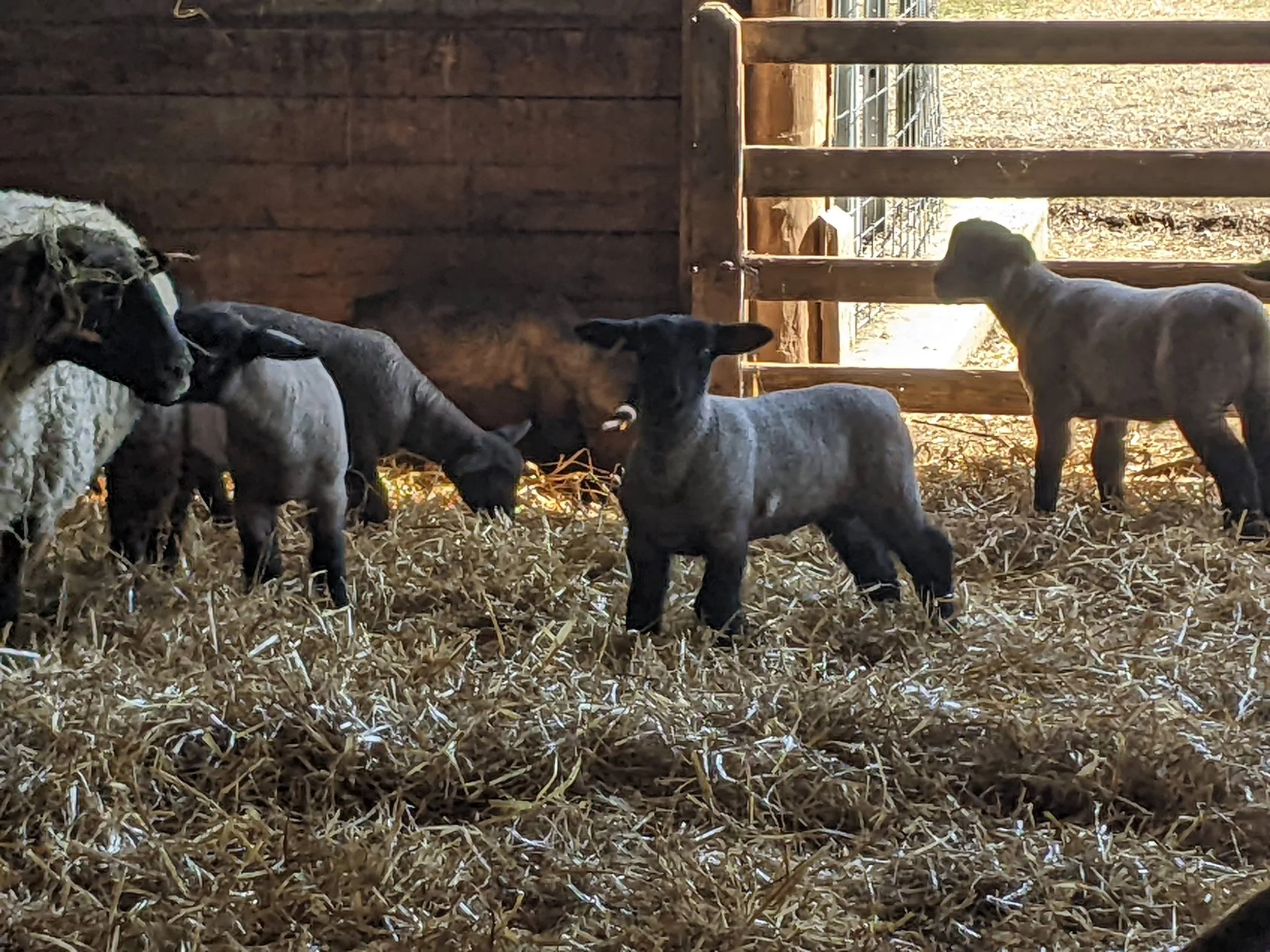 Several young sheep standing on a bed of straw inside a wooden barn, with sunlight streaming through the open barn door.