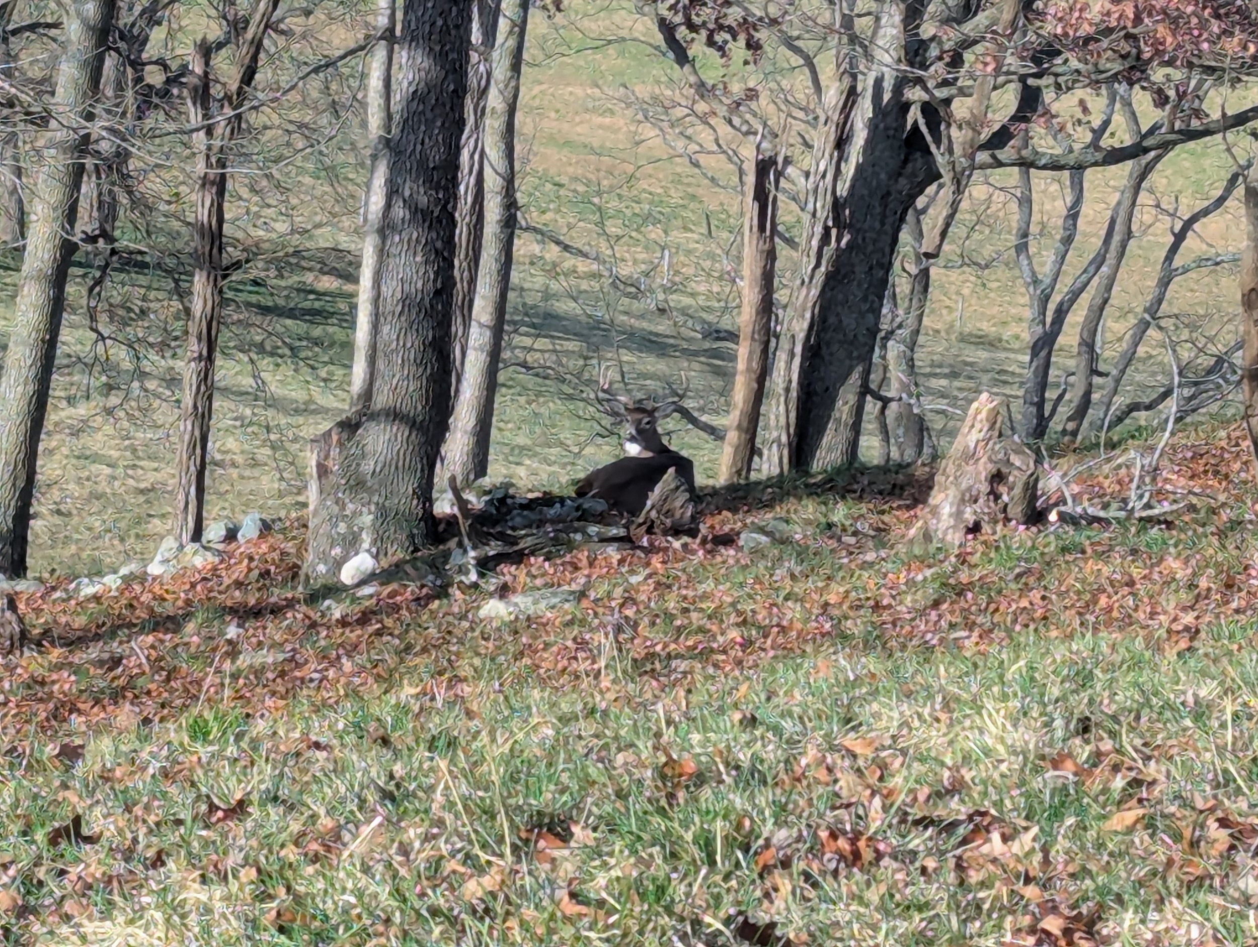 A wooded area with trees and fallen leaves on the ground, a black and white dog can be seen near the base of a tree.