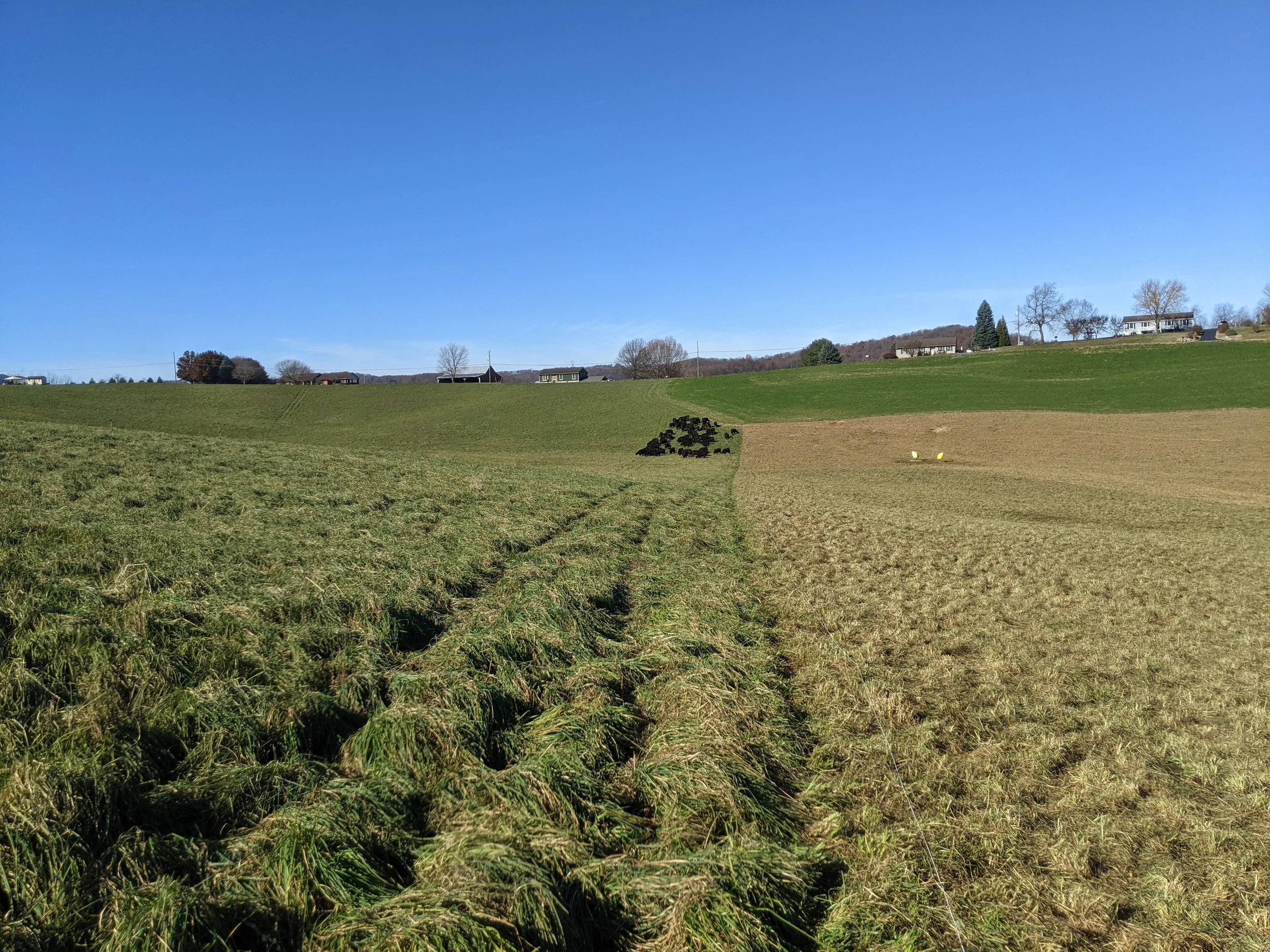A rural landscape with green fields, some trees and houses in the distance, under a clear blue sky.